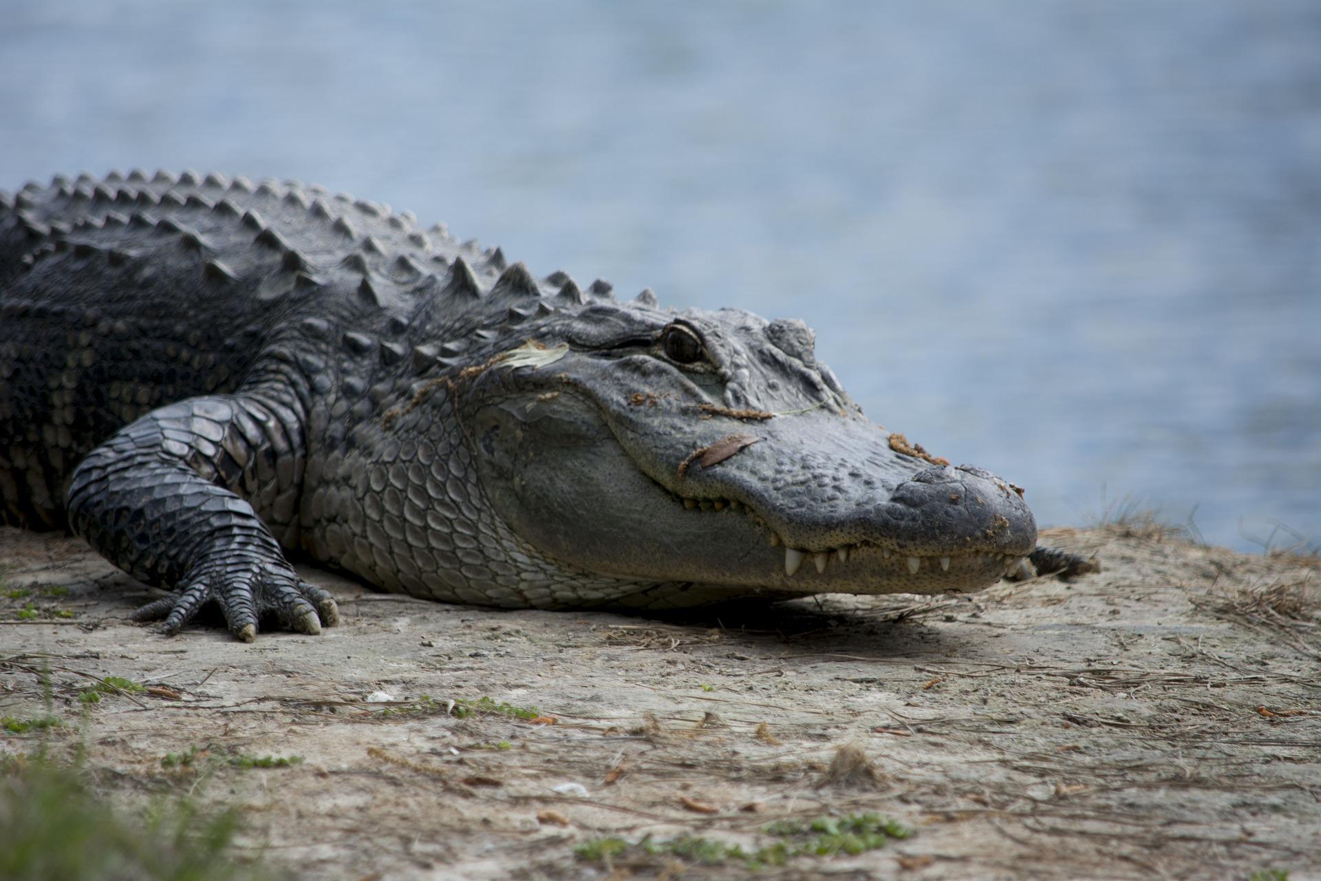 Alli Gator Photoshoot