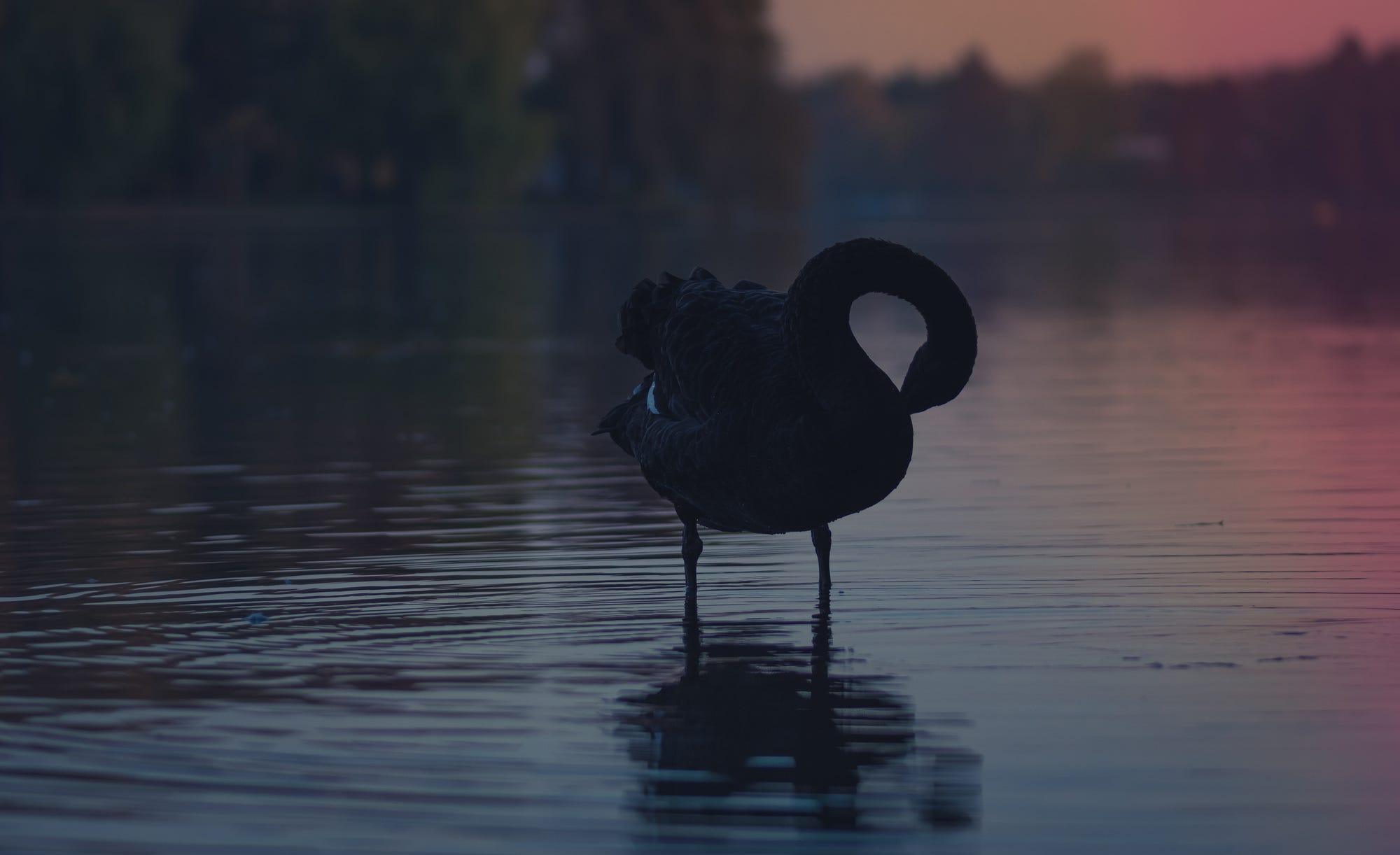 Black Swan Wallpapers - 4k, HD Black Swan Backgrounds on WallpaperBat