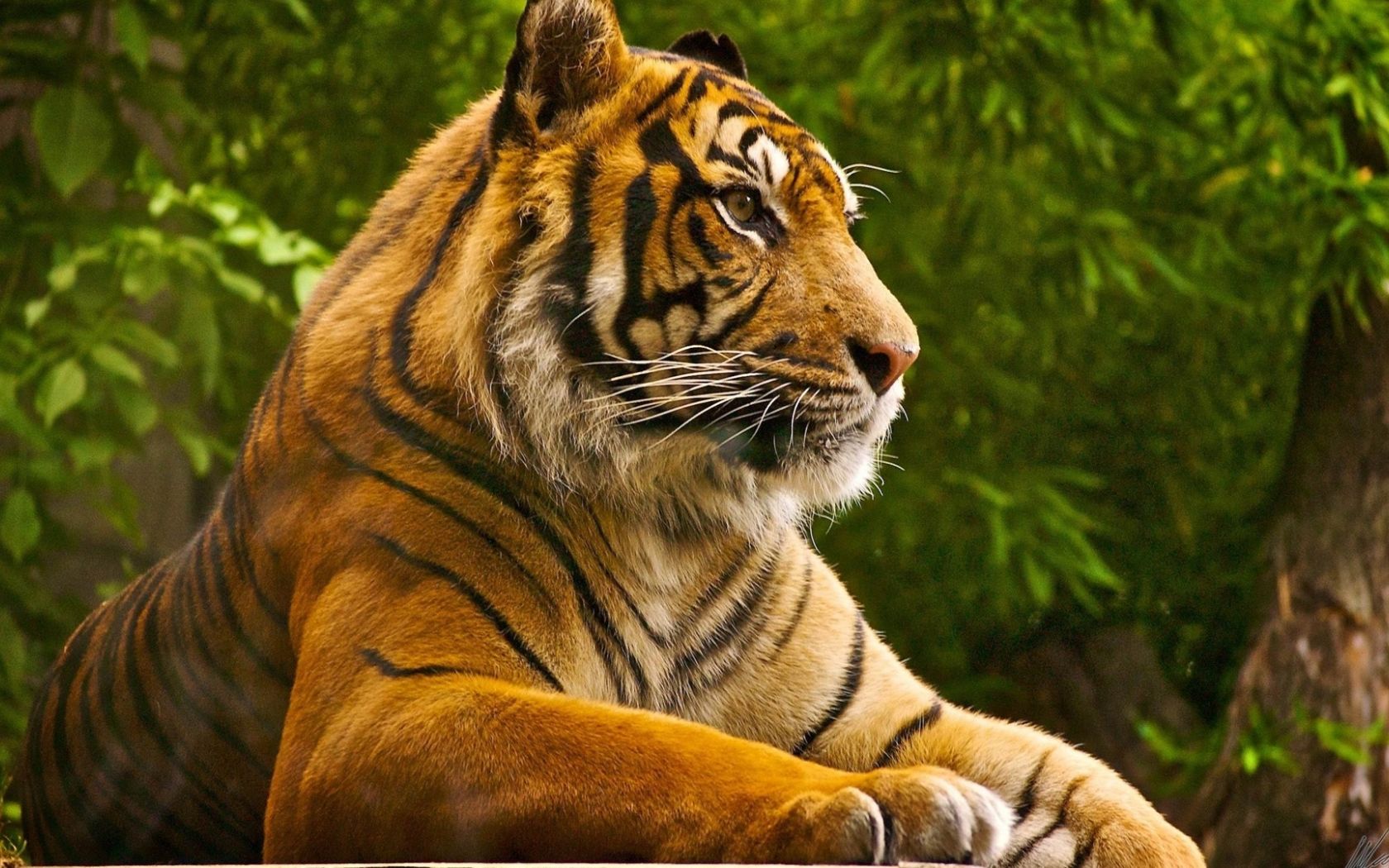 1680x1050 Free download beautiful tiger wild animal desktop wallpaper on WallpaperBat