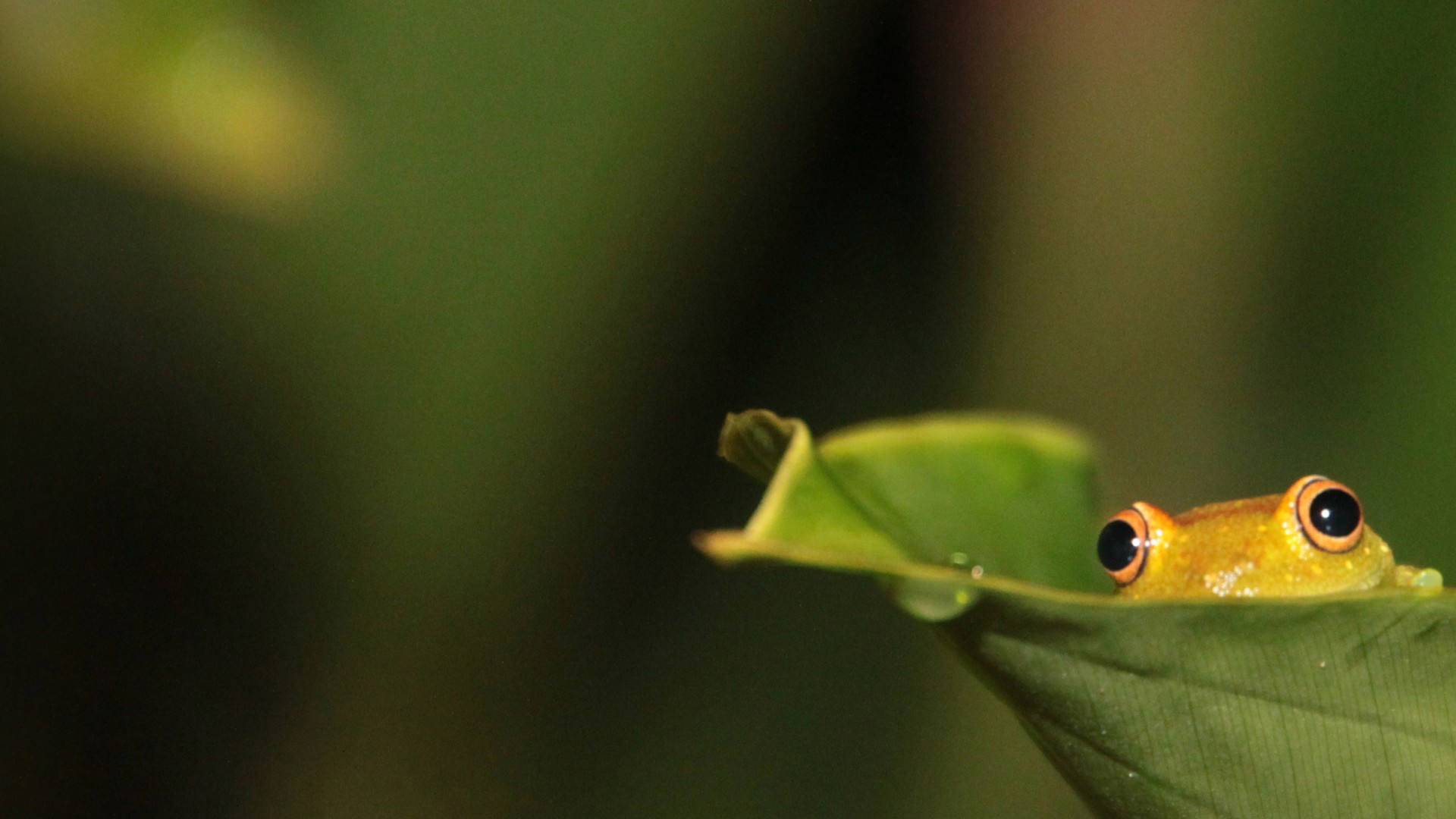 Cute Frog Wallpapers 4k Hd Cute Frog Backgrounds On Wallpaperbat Cute Frog Wallpapers 4k Hd Cute Frog Backgrounds On Wallpaperbat