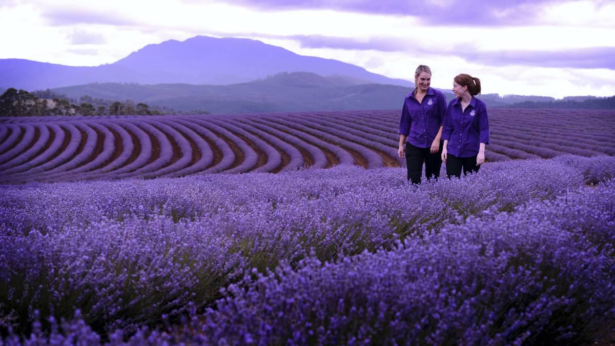 1200x675 Farm, lavender field | jpeg v.7.8 wallpaper, RQ-76 Wallpaper