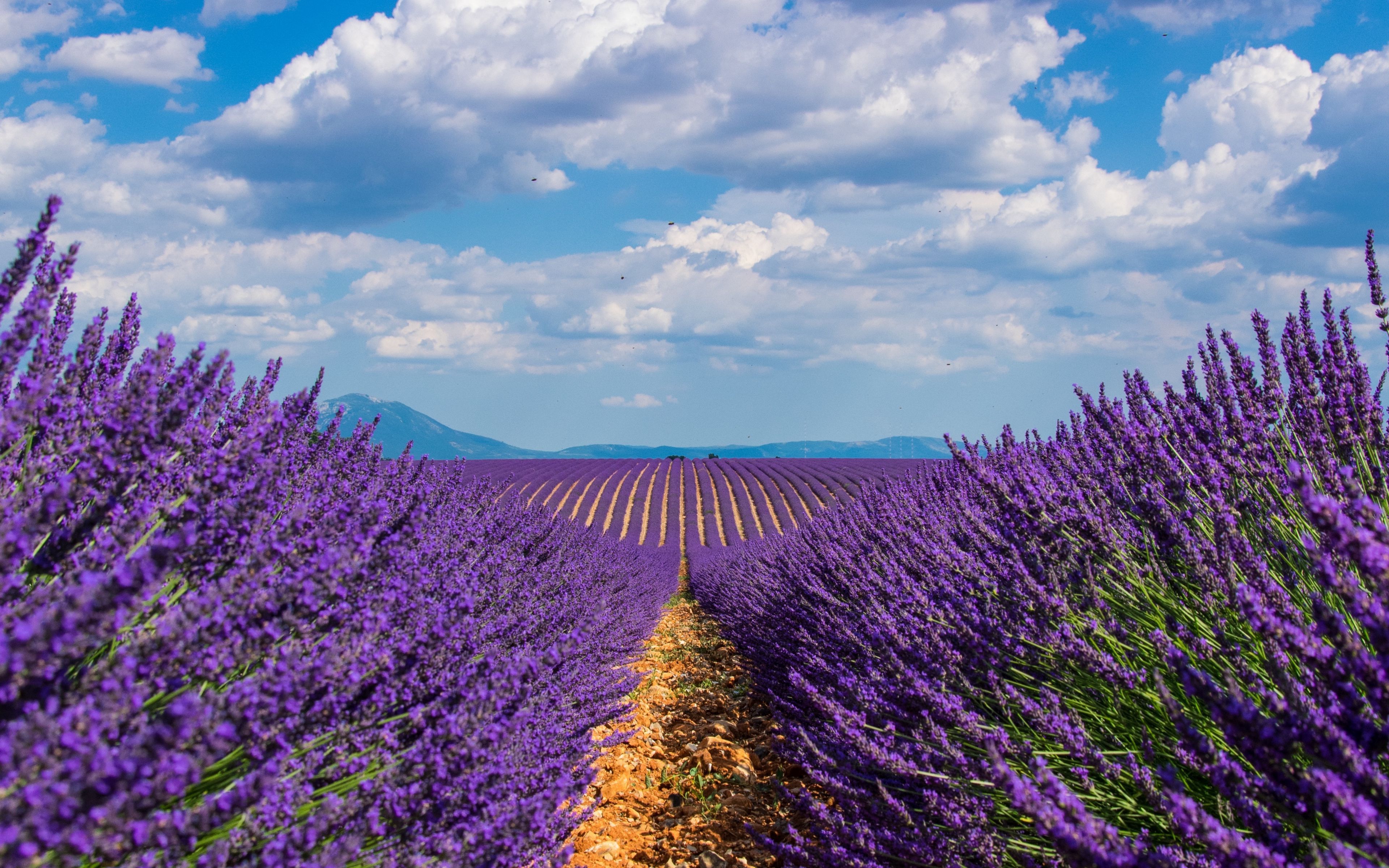 3840x2400 Download wallpaper 3840x2400 lavender, field, sky, bloom 4k ultra ... Wallpaper