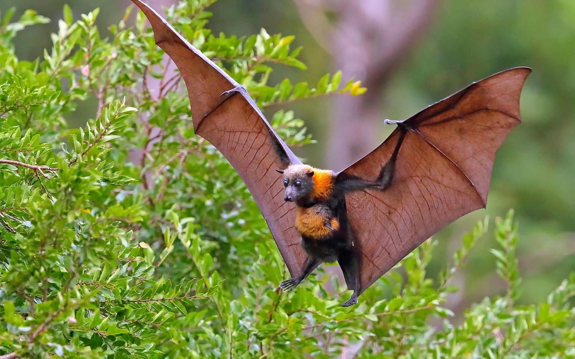 Bat Animal Wallpapers - 4k, HD Bat Animal Backgrounds on WallpaperBat