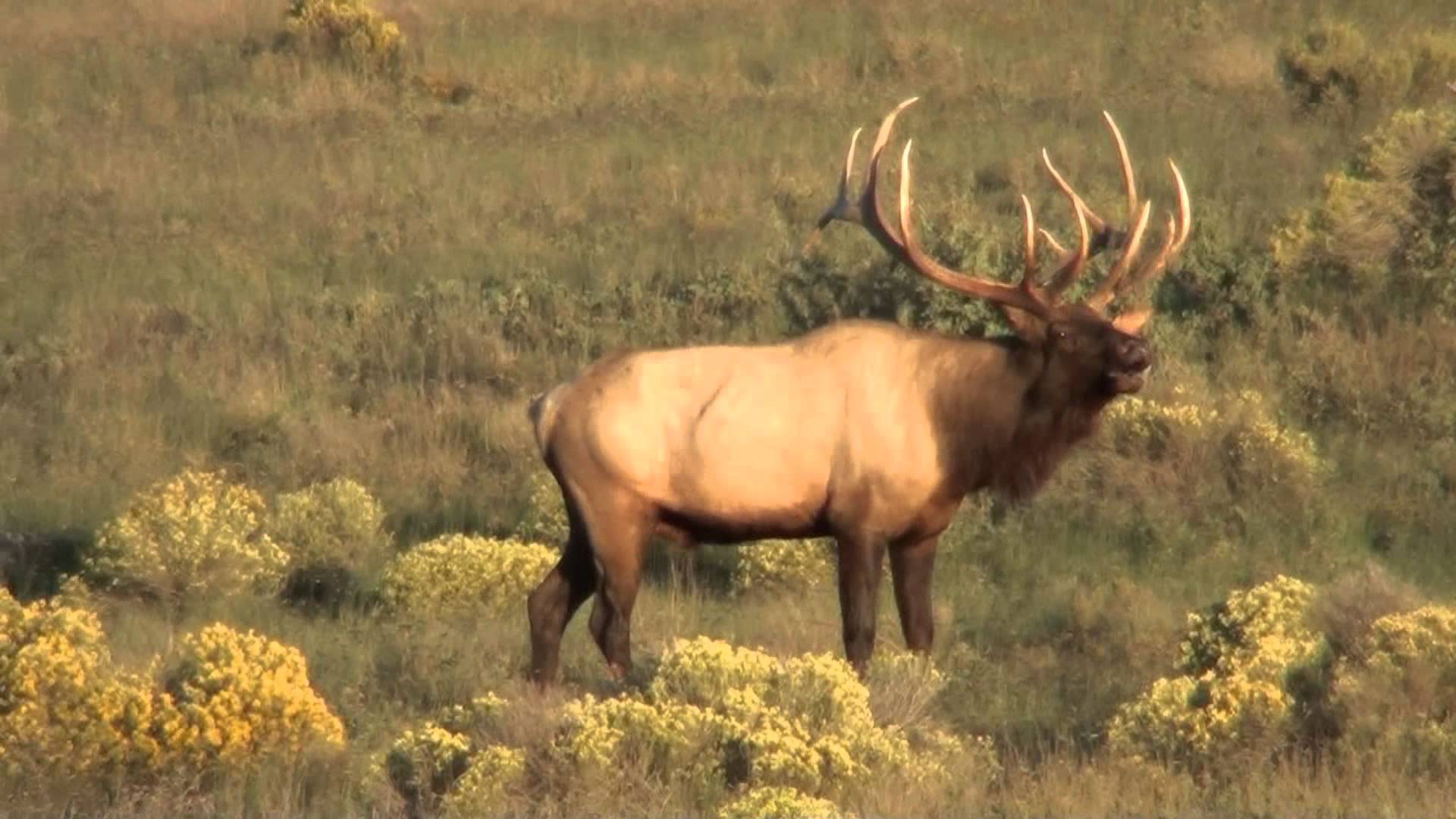 Elk Wallpapers - 4k, HD Elk Backgrounds on WallpaperBat