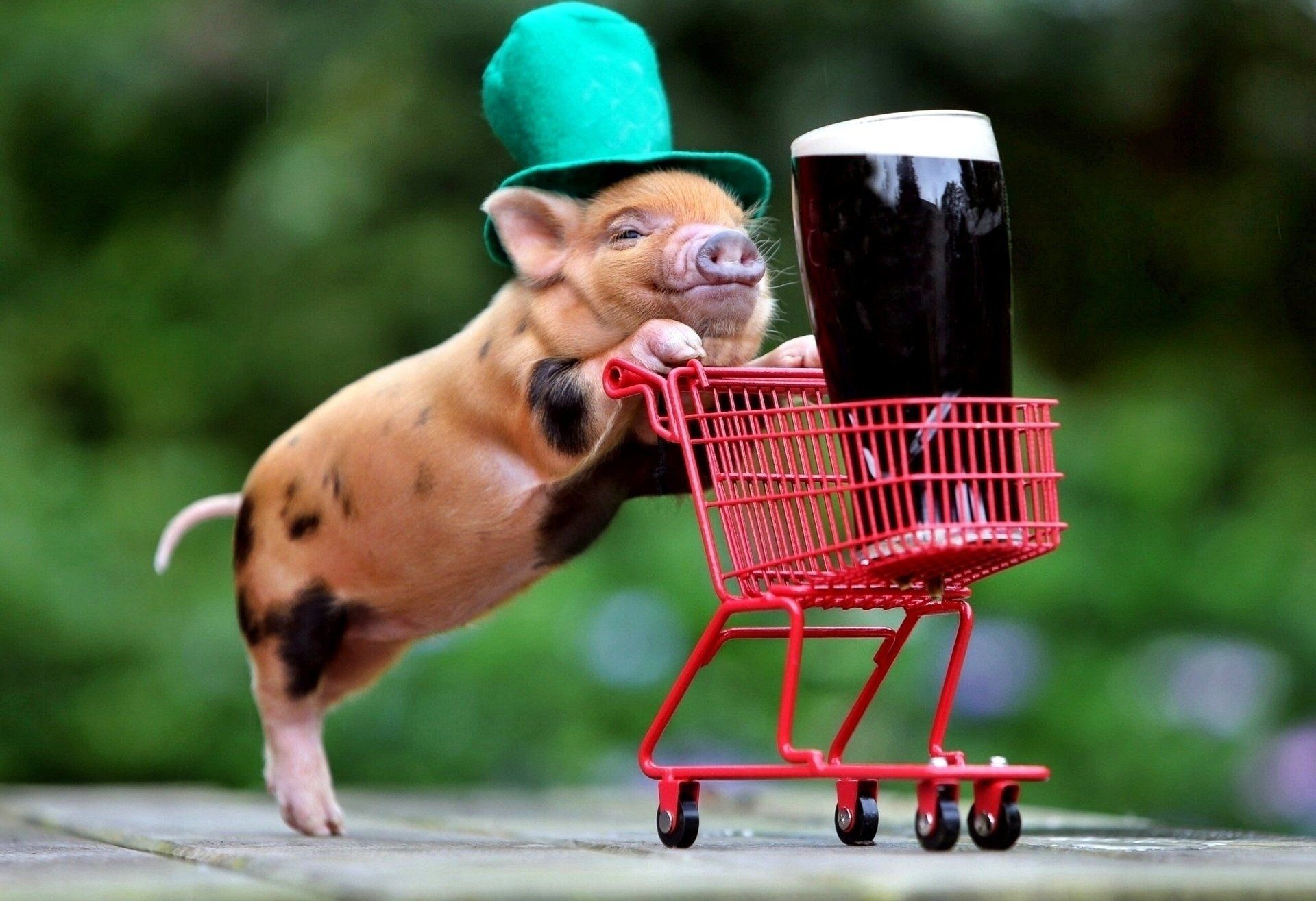 is st patrick day is about animals