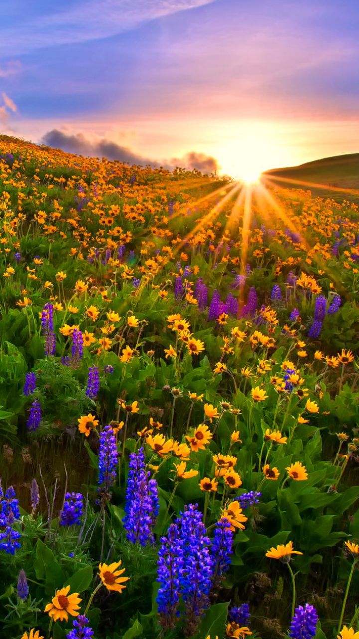 Spring Flower Field Wallpapers - 4k, HD Spring Flower Field Backgrounds ...