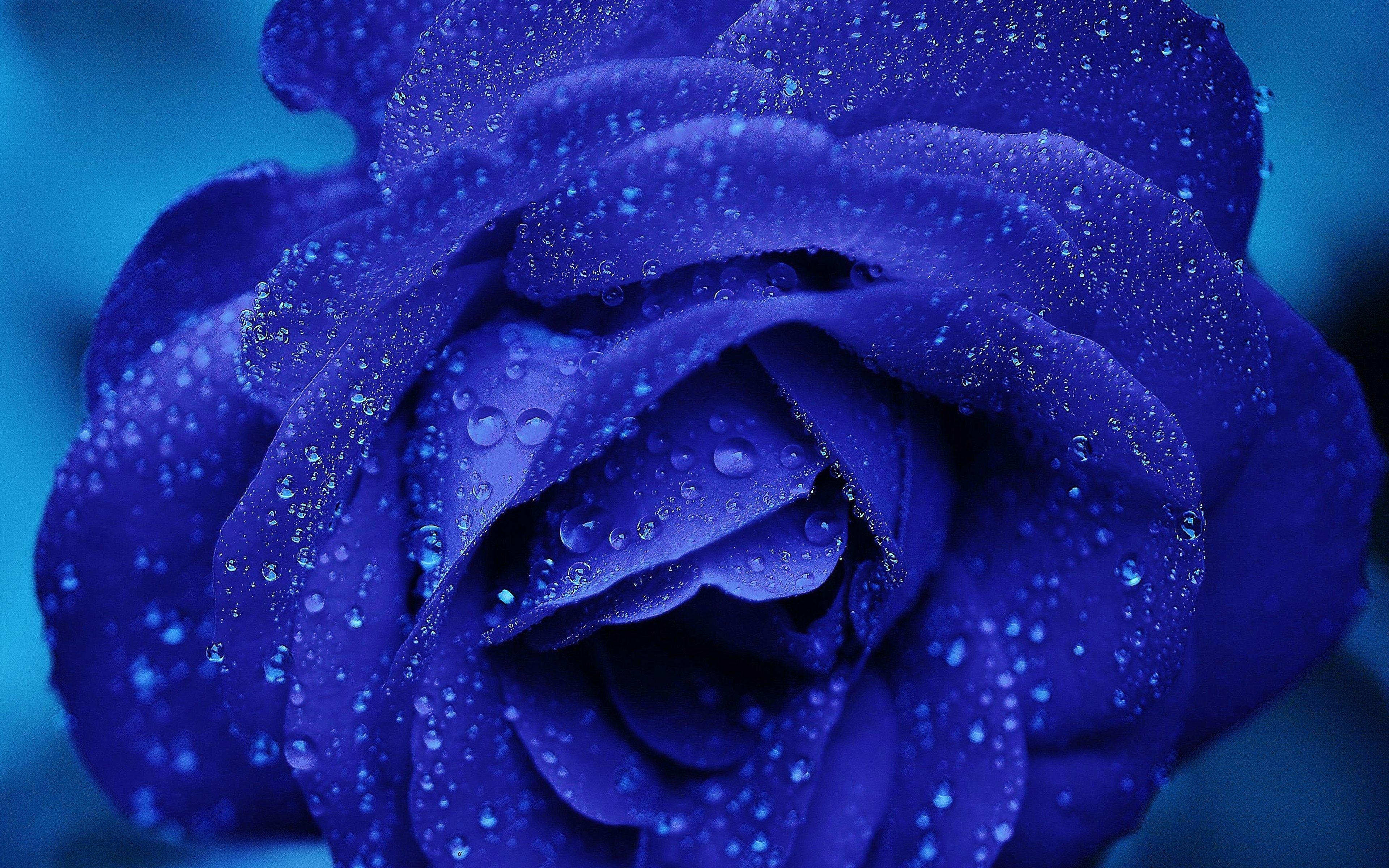 Blue Rain Wallpapers - 4k, HD Blue Rain Backgrounds on WallpaperBat