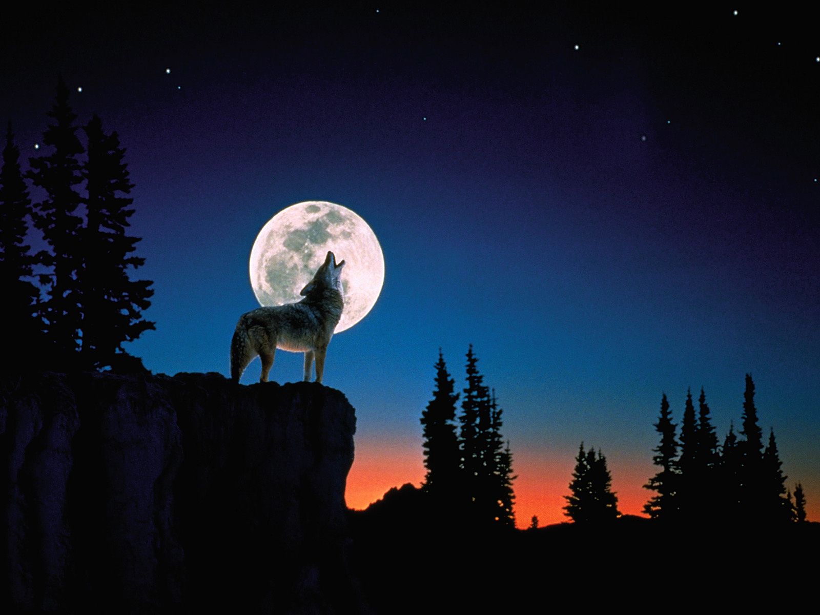 1600x1200 Wolf Howling At The Moon Wallpaper on WallpaperBat.
