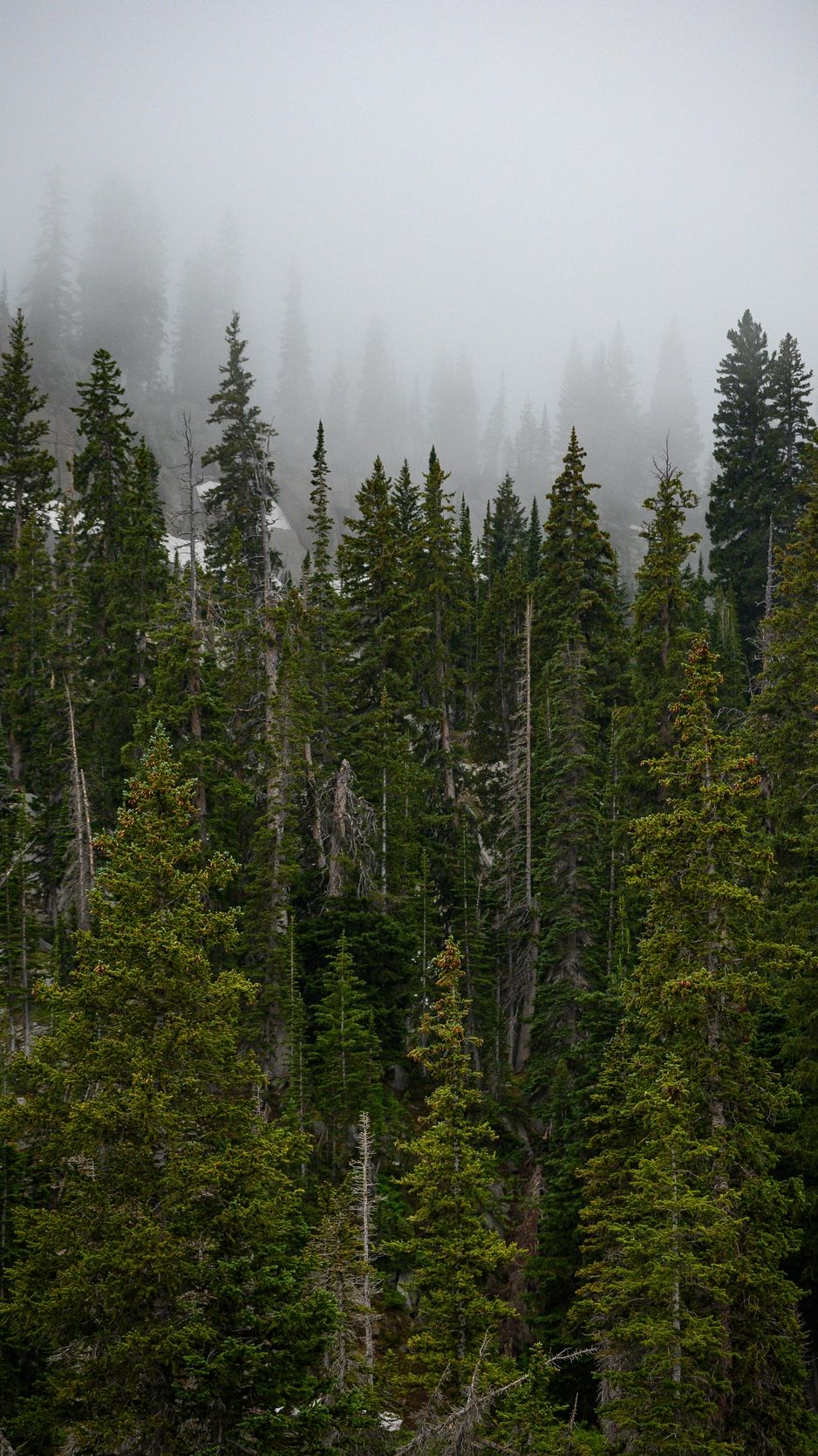 Pine Tree Forest Wallpapers 4k Hd Pine Tree Forest Backgrounds On Wallpaperbat