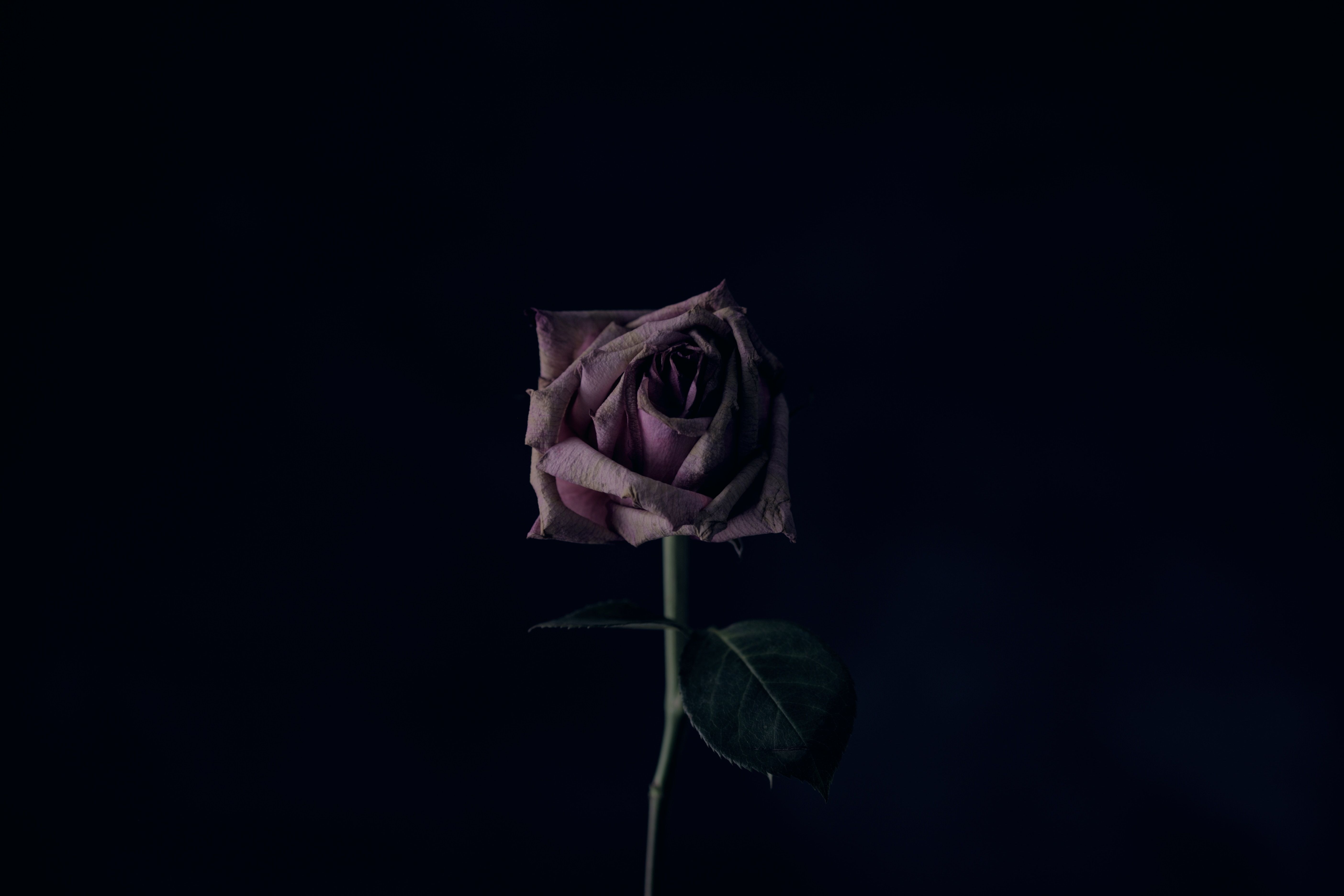 Black Rose Wallpapers - 4k, HD Black Rose Backgrounds on WallpaperBat