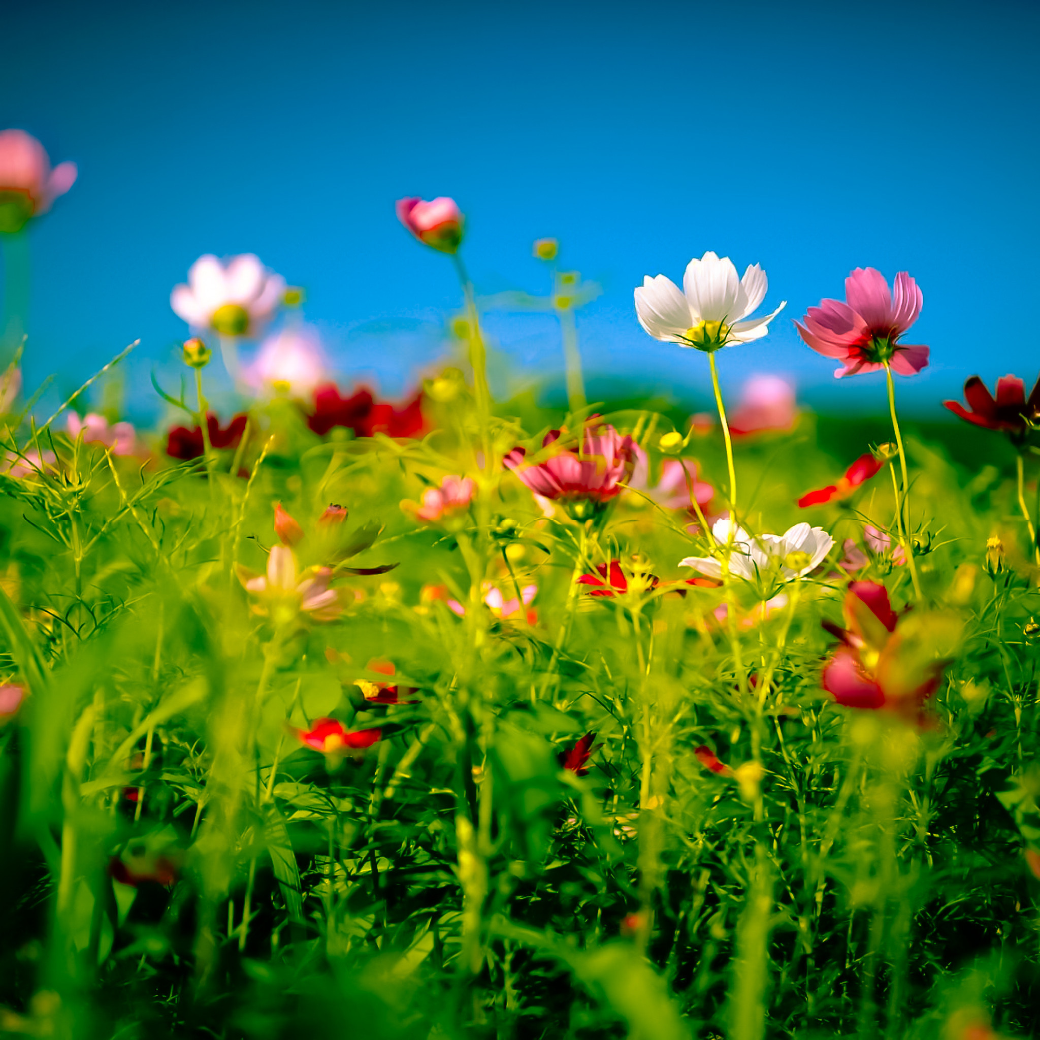 Summer Flowers Wallpapers 4k HD Summer Flowers Backgrounds on