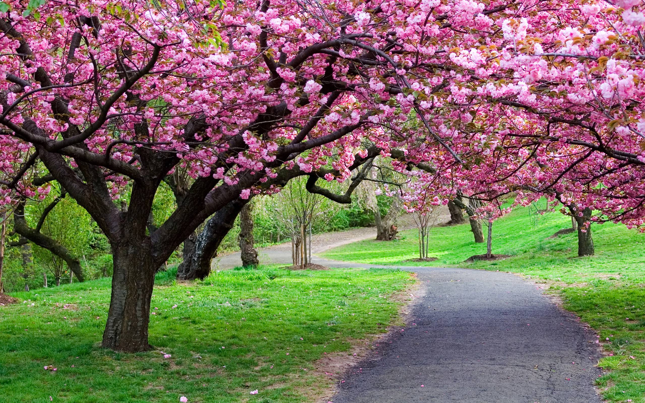 Spring Scenes Wallpapers - 4k, HD Spring Scenes Backgrounds on WallpaperBat