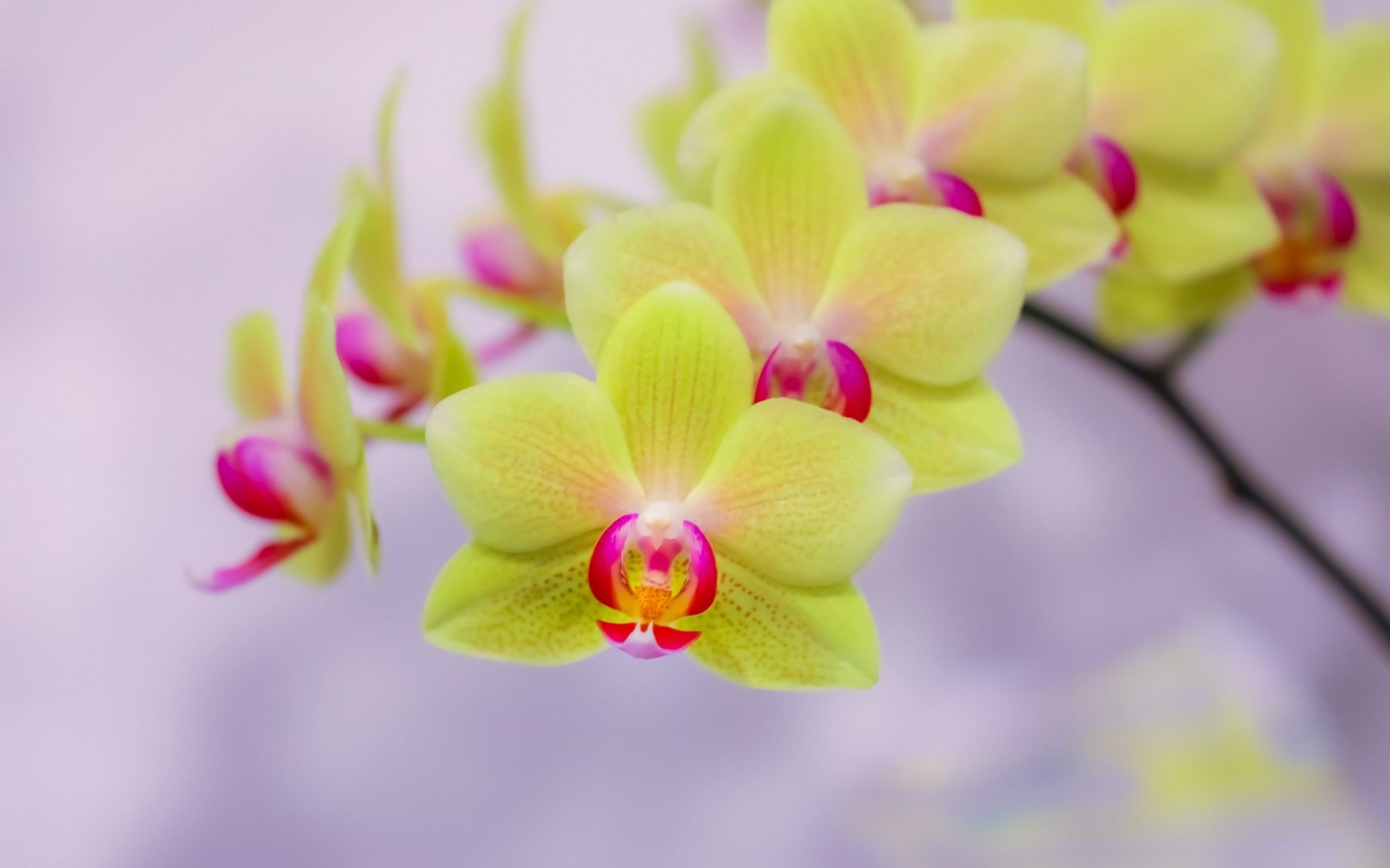 1920x1200 Green Orchid Wallpaper - Top Free Green Orchid Background on WallpaperBat
