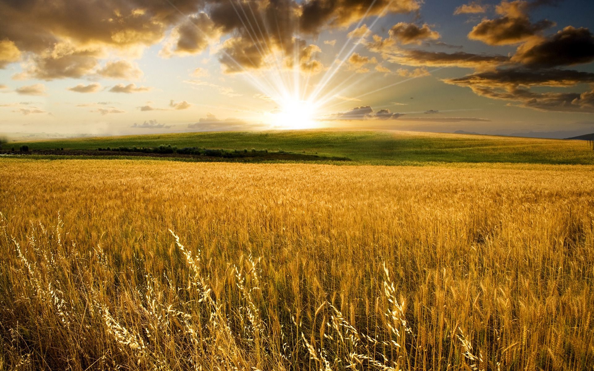 Beautiful Corn Field Wallpapers - 4k, HD Beautiful Corn Field ...