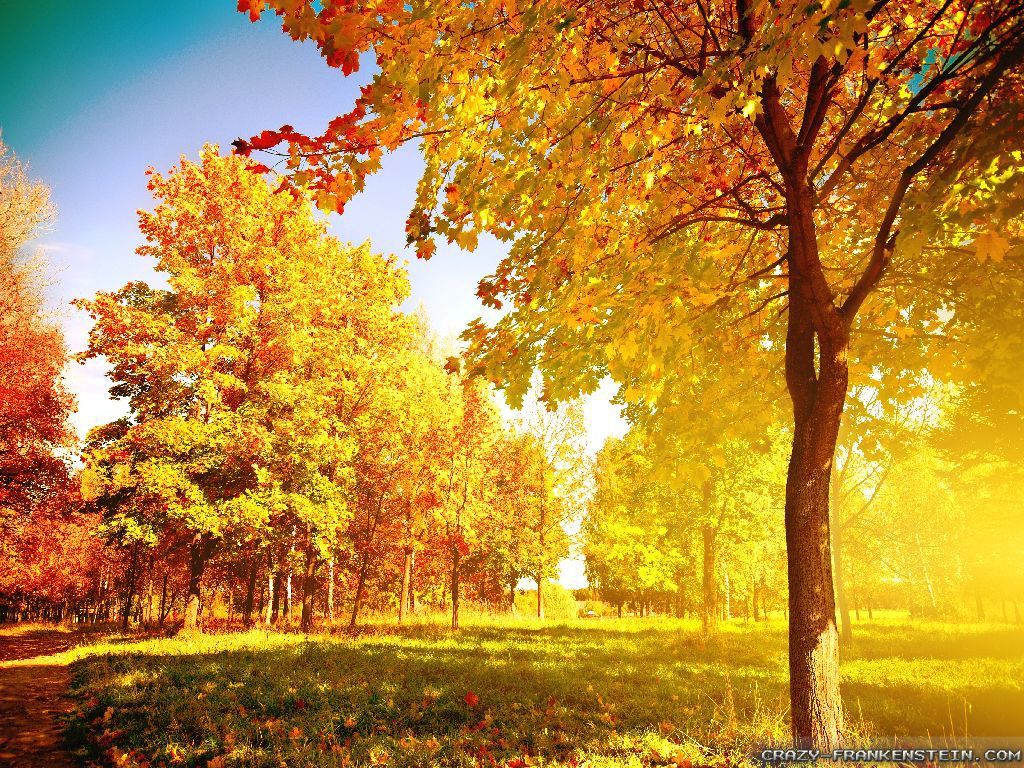 Beautiful Trees Wallpapers - 4k, HD Beautiful Trees Backgrounds on ...