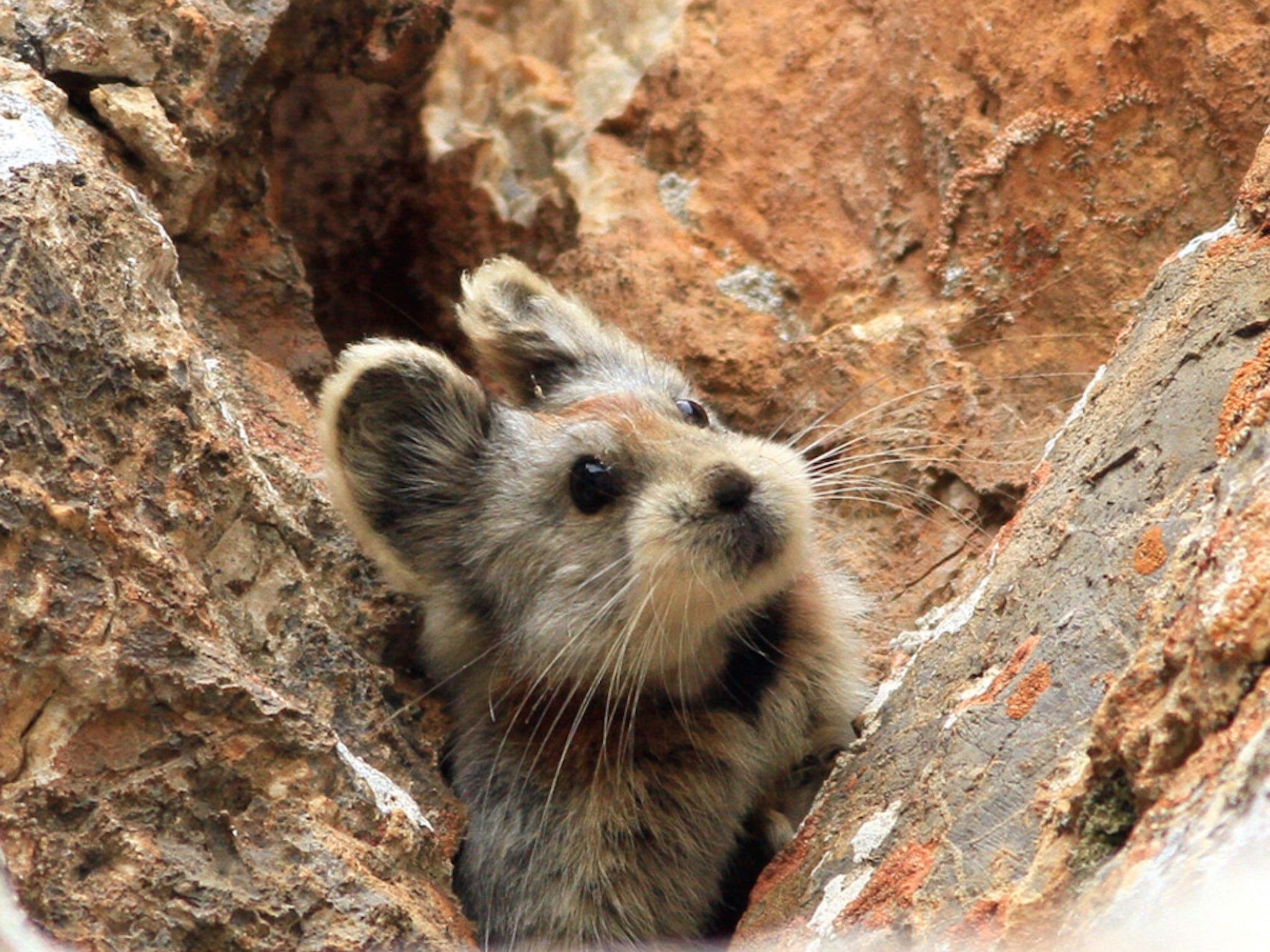 Pika Animal Wallpapers - 4k, HD Pika Animal Backgrounds on WallpaperBat
