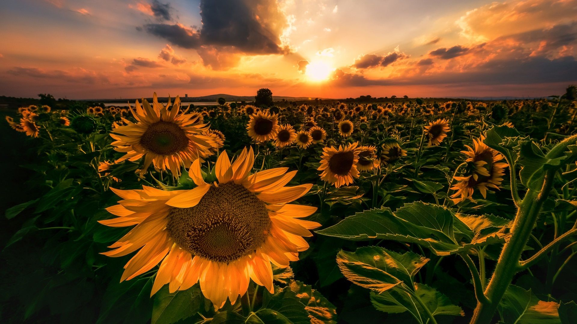 Sunflower Sunset Wallpapers - 4k, HD Sunflower Sunset Backgrounds on ...