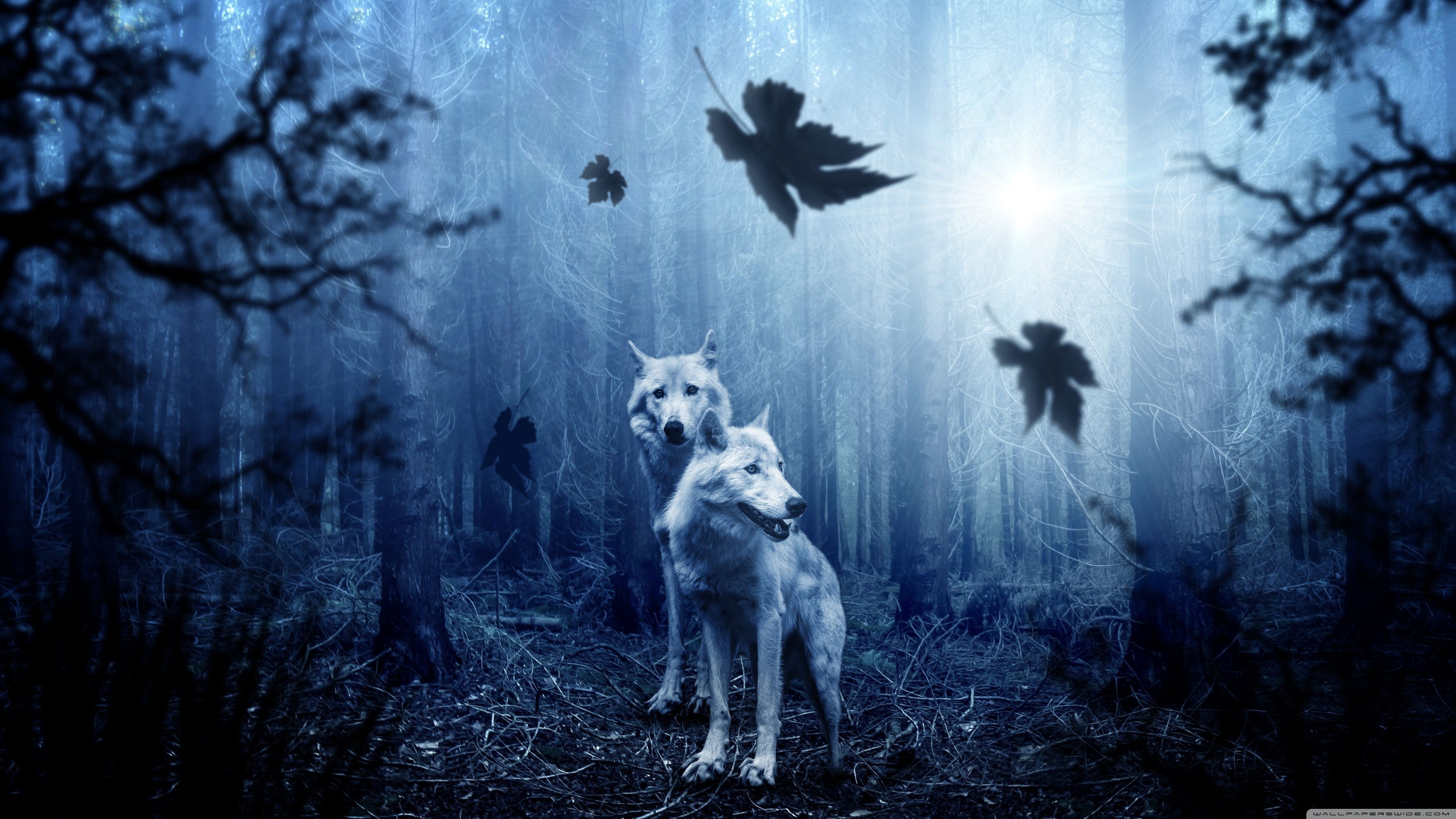 Autumn Wolves Wallpapers - 4k, HD Autumn Wolves Backgrounds on WallpaperBat