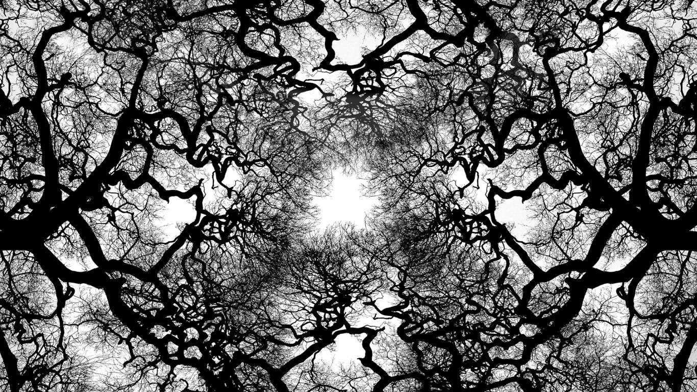 Black and White Tree Wallpapers - 4k, HD Black and White Tree