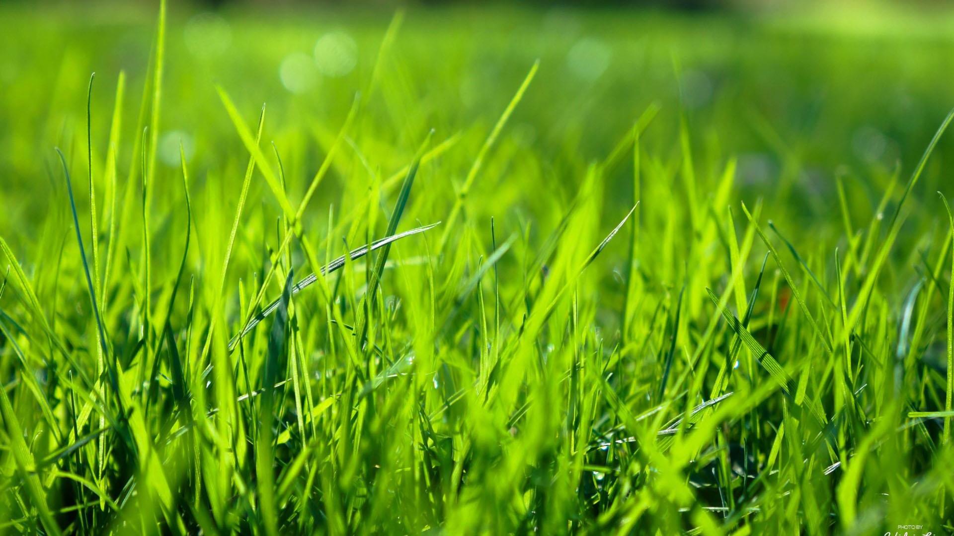 Grass Wallpapers - 4k, HD Grass Backgrounds on WallpaperBat