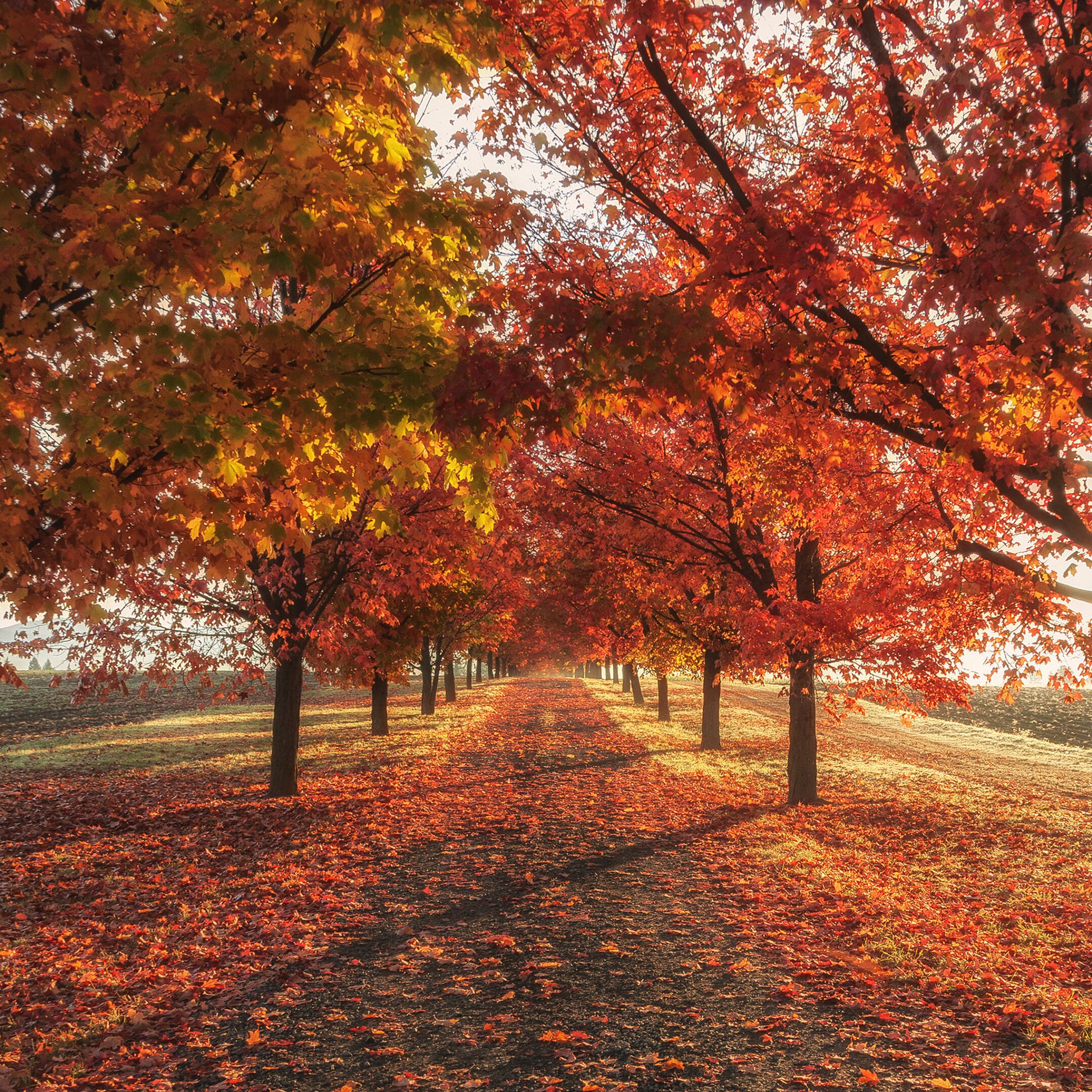 Autumn iPad Wallpapers - 4k, HD Autumn iPad Backgrounds on WallpaperBat