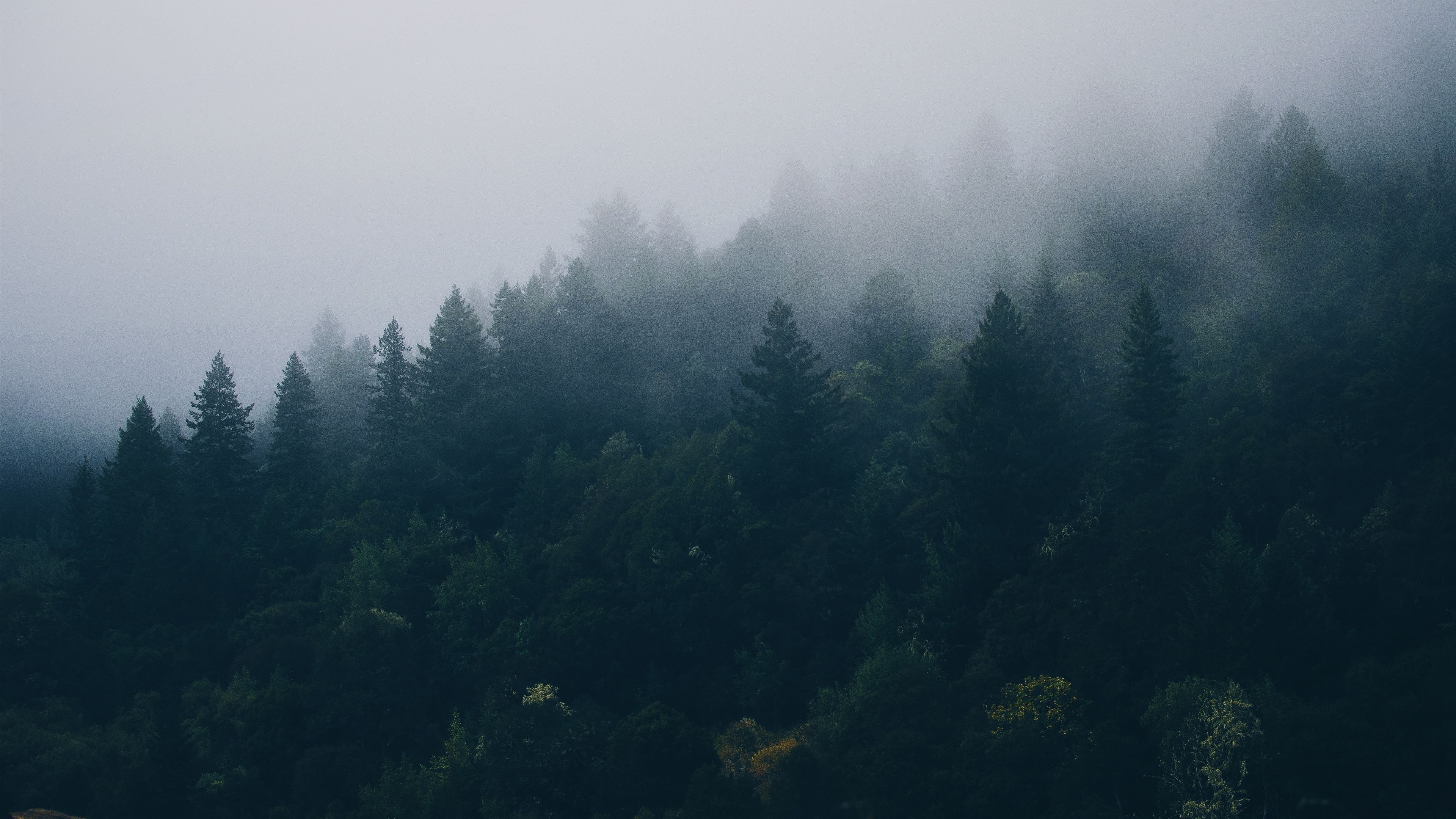 Foggy Trees Wallpapers - 4k, HD Foggy Trees Backgrounds on WallpaperBat