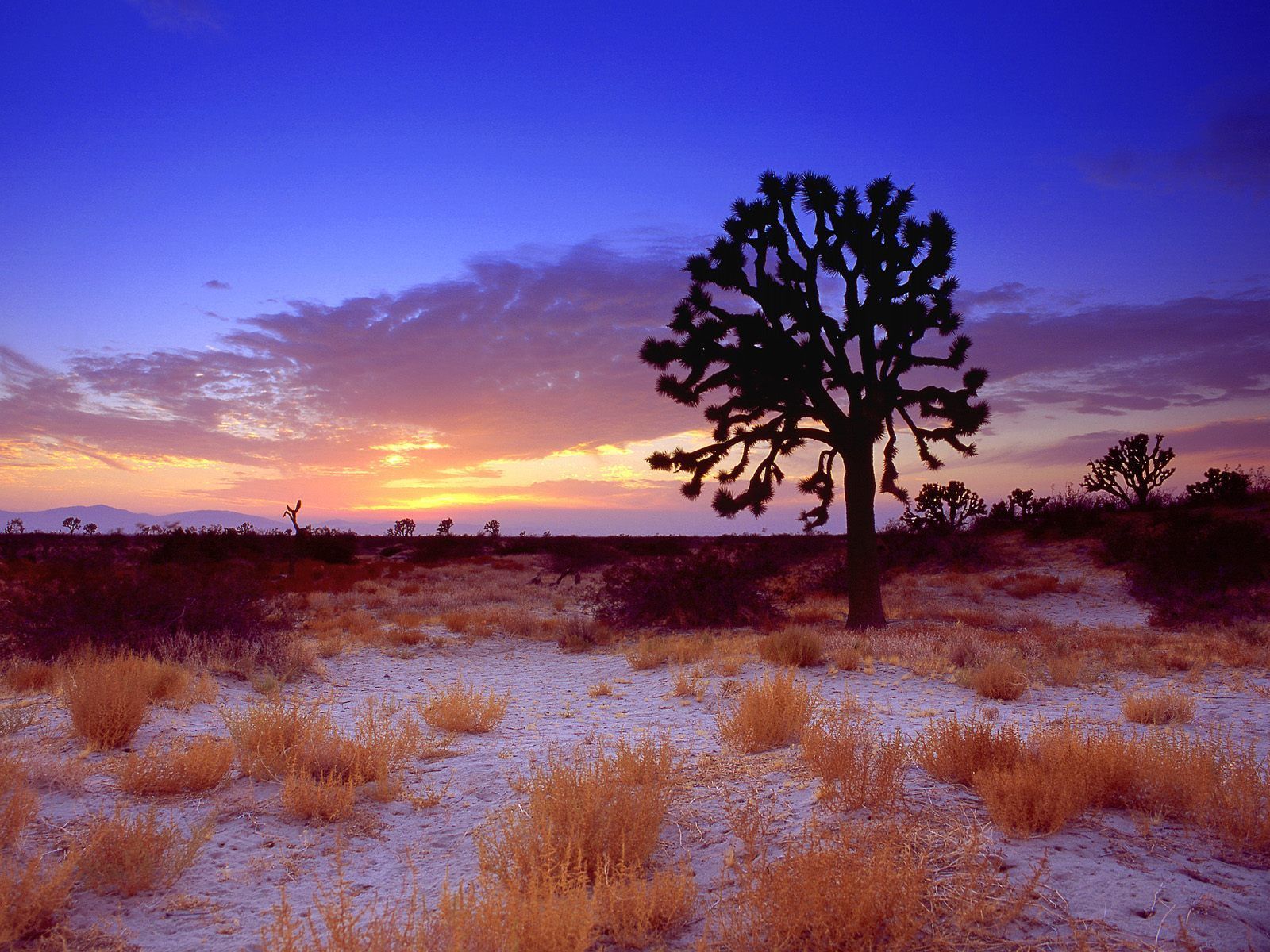 Mojave Desert Sunset Wallpapers 4k Hd Mojave Desert Sunset Backgrounds On Wallpaperbat 0034