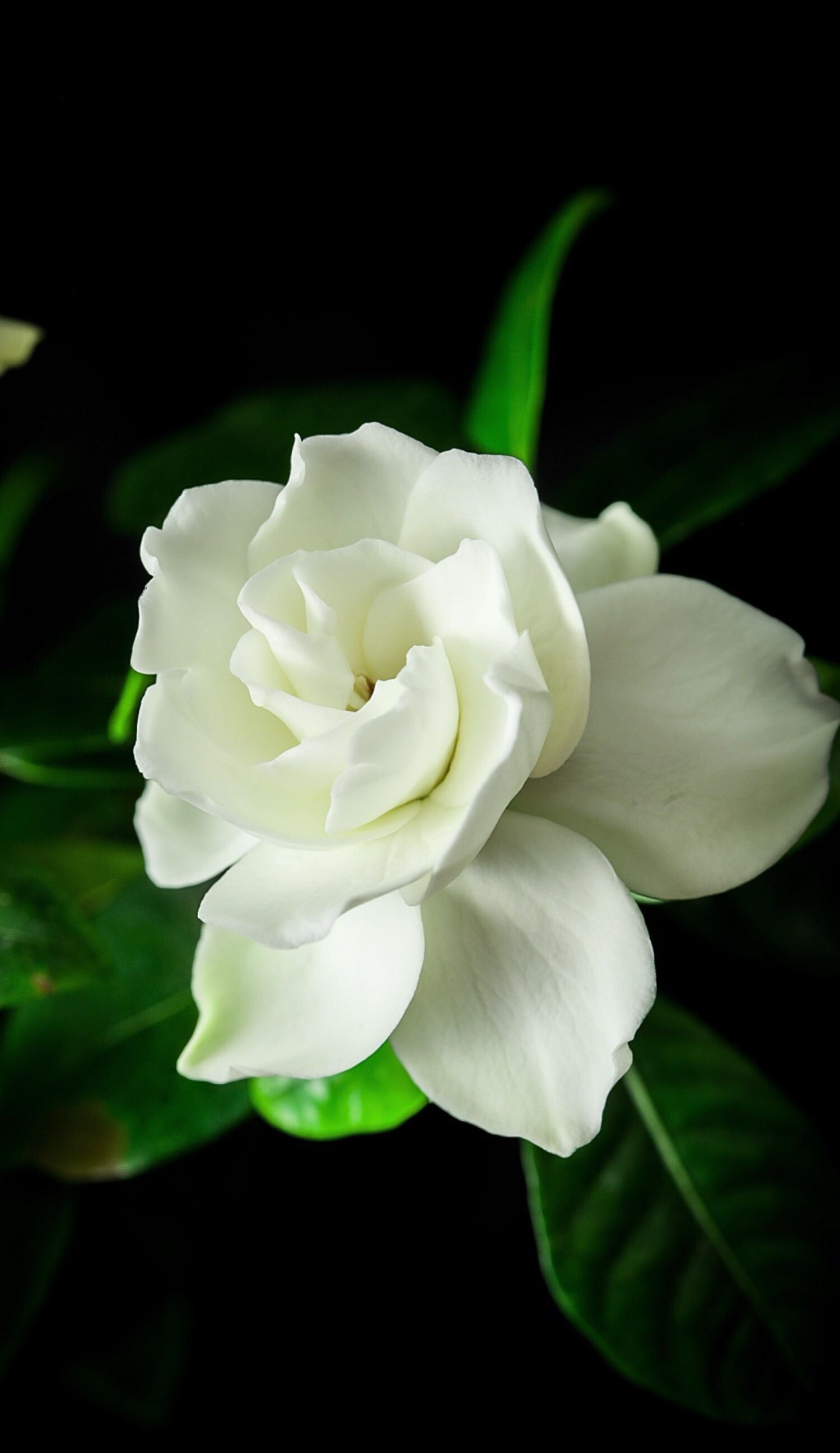 Gardenia Flower Wallpapers - 4k, HD Gardenia Flower Backgrounds on