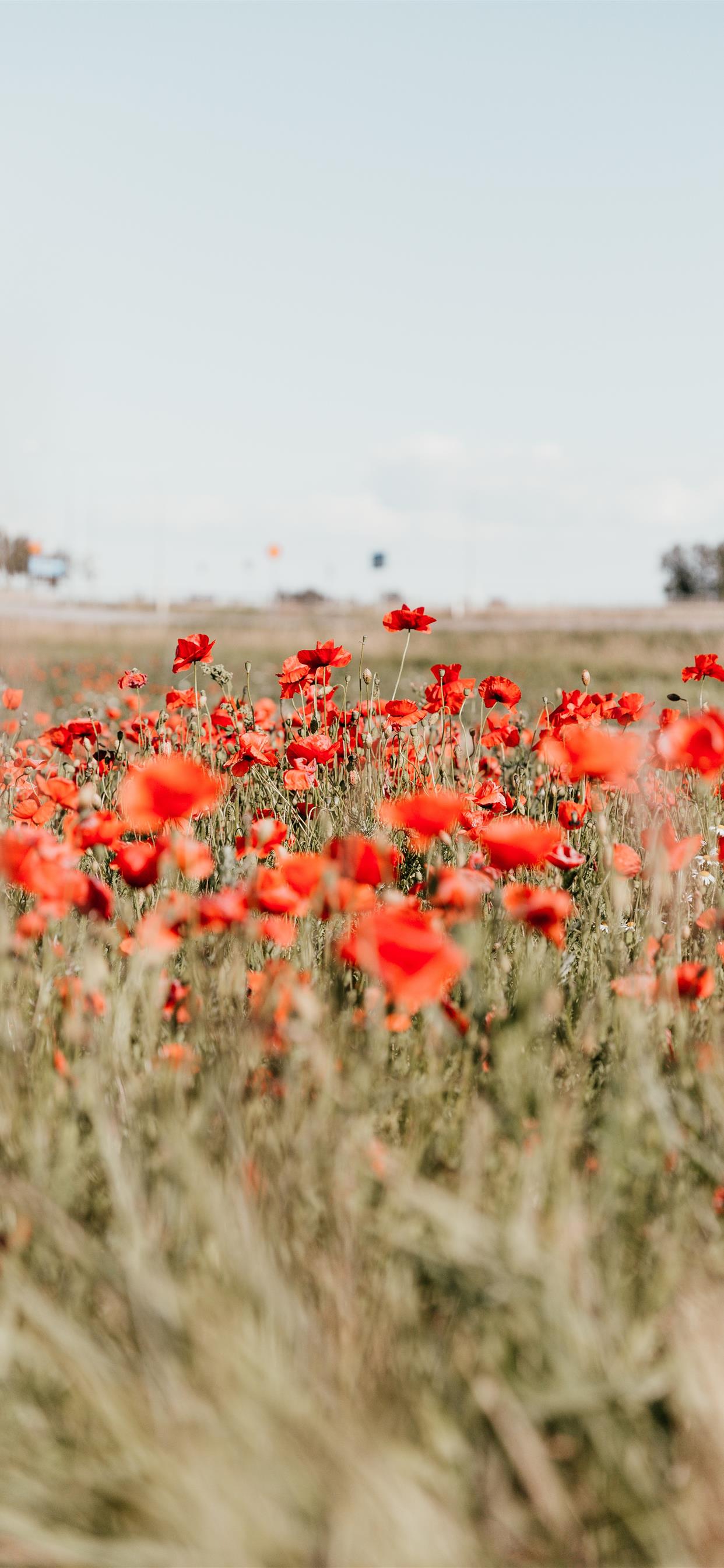 Wildflower Field Wallpapers - 4k, HD Wildflower Field Backgrounds on ...