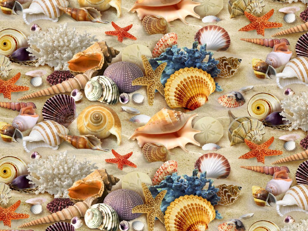 Seashell Wallpapers 4k Hd Seashell Backgrounds On Wallpaperbat 0295