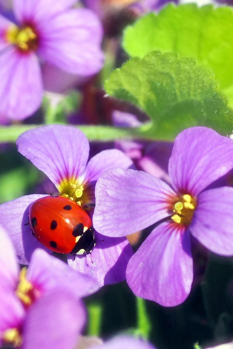 Flowers and Ladybugs Wallpapers - 4k, HD Flowers and Ladybugs