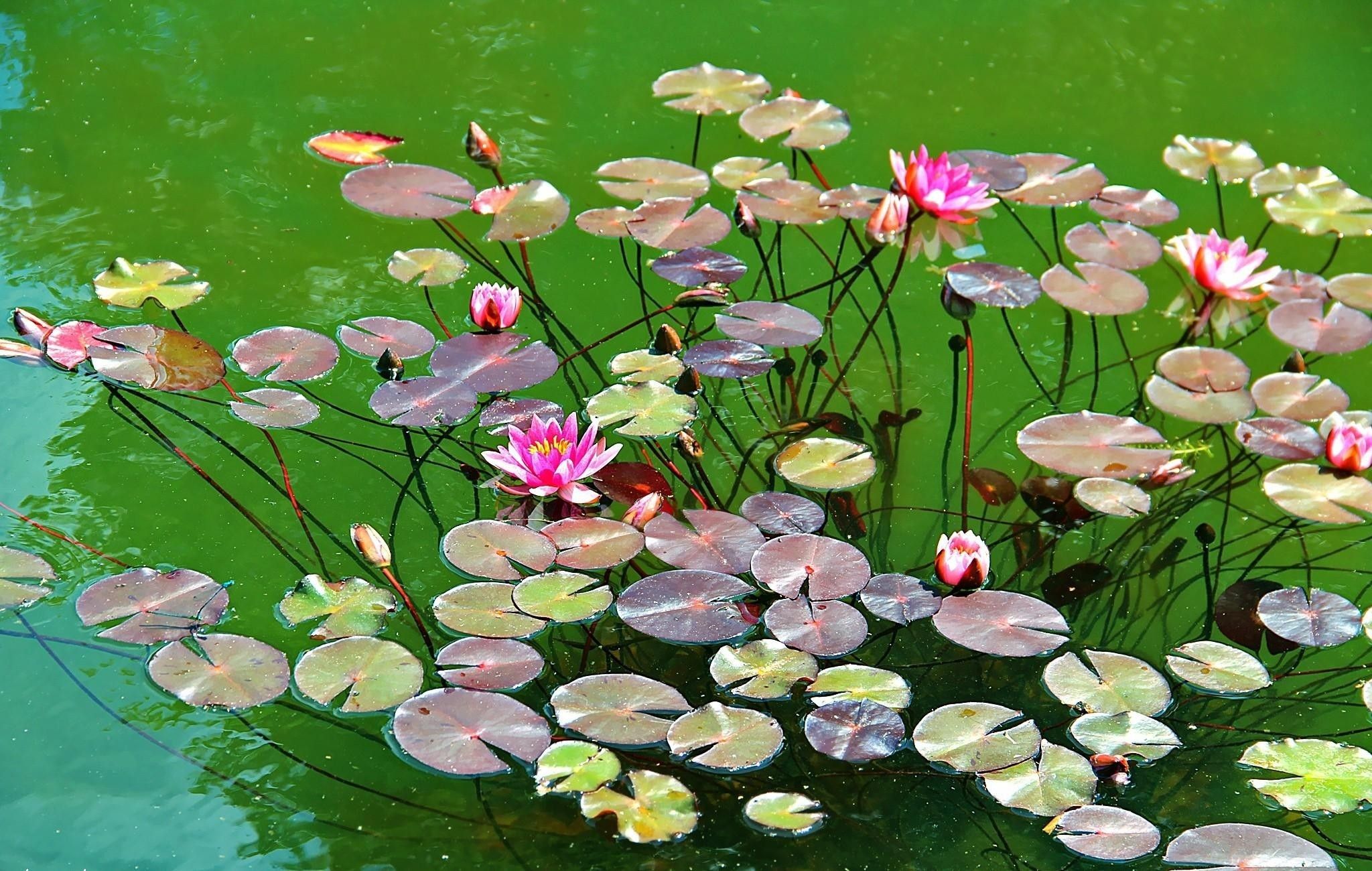 Lily Pond Wallpapers - 4k, HD Lily Pond Backgrounds on WallpaperBat
