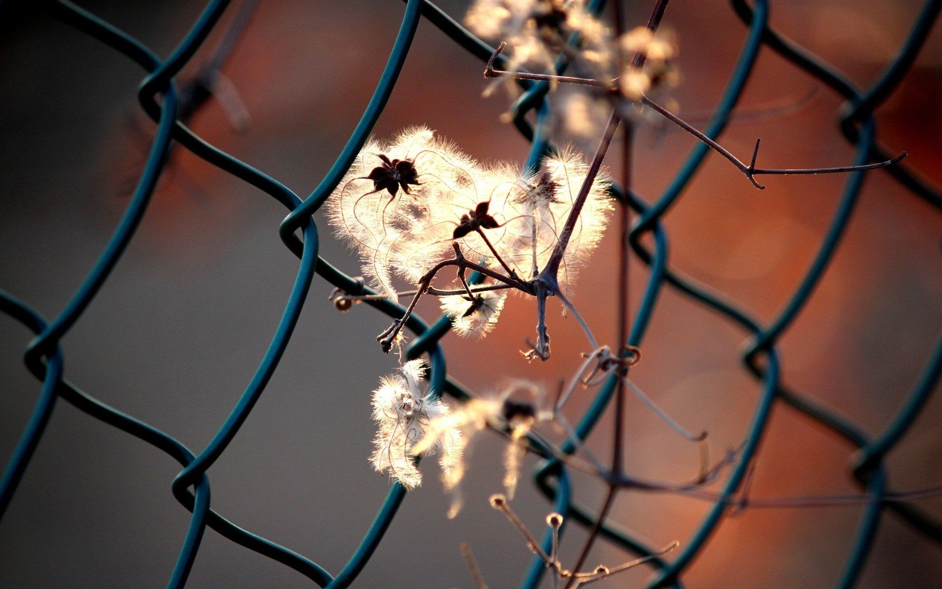 Chain Link Fence Wallpapers - 4k, HD Chain Link Fence Backgrounds on