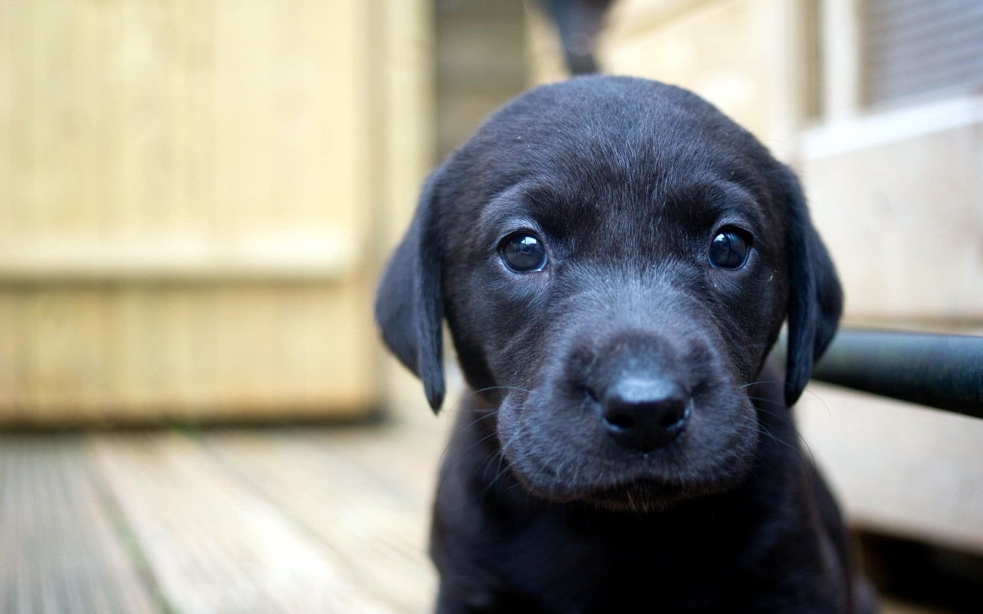 Black Labrador Wallpaper