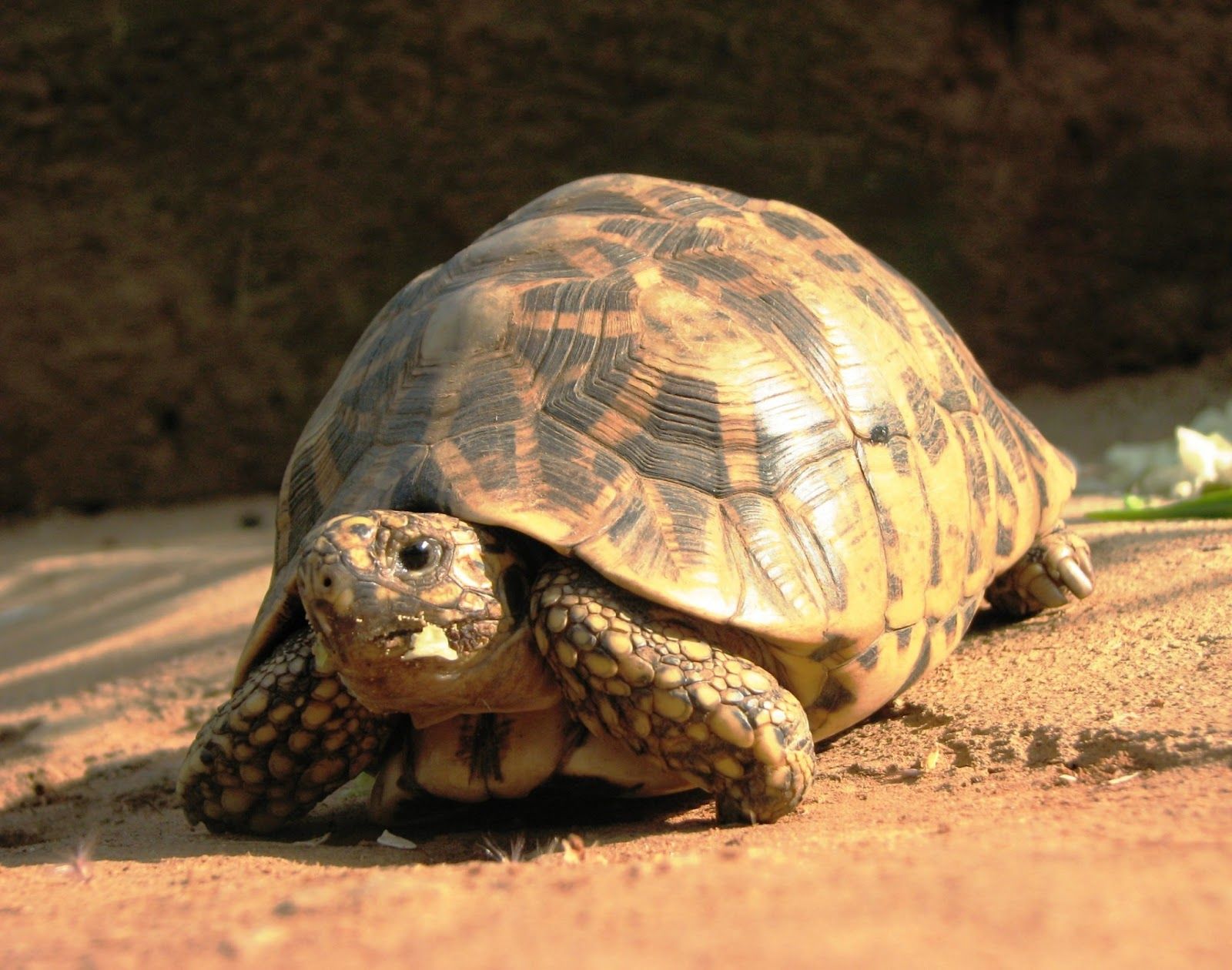 Tortoise Wallpapers - 4k, HD Tortoise Backgrounds on WallpaperBat