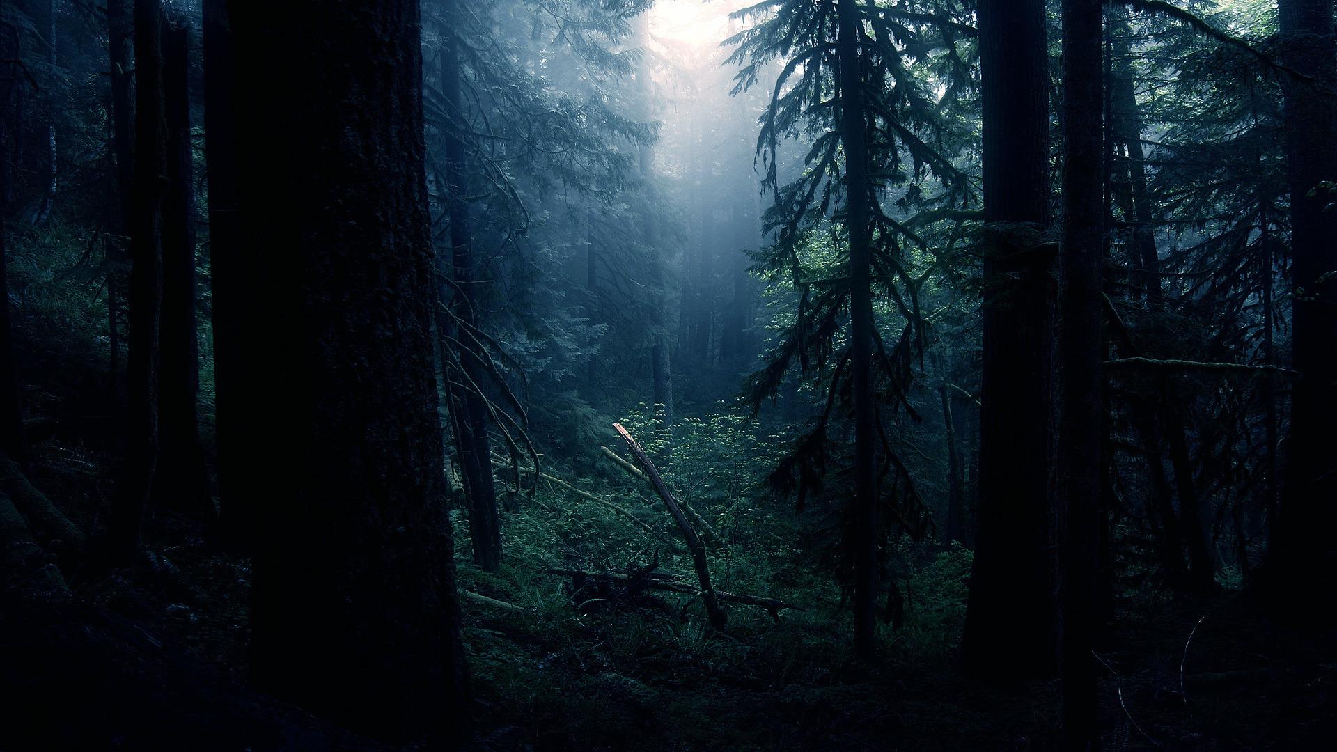 K Dark Forest Wallpapers K Hd K Dark Forest Backgrounds On Wallpaperbat