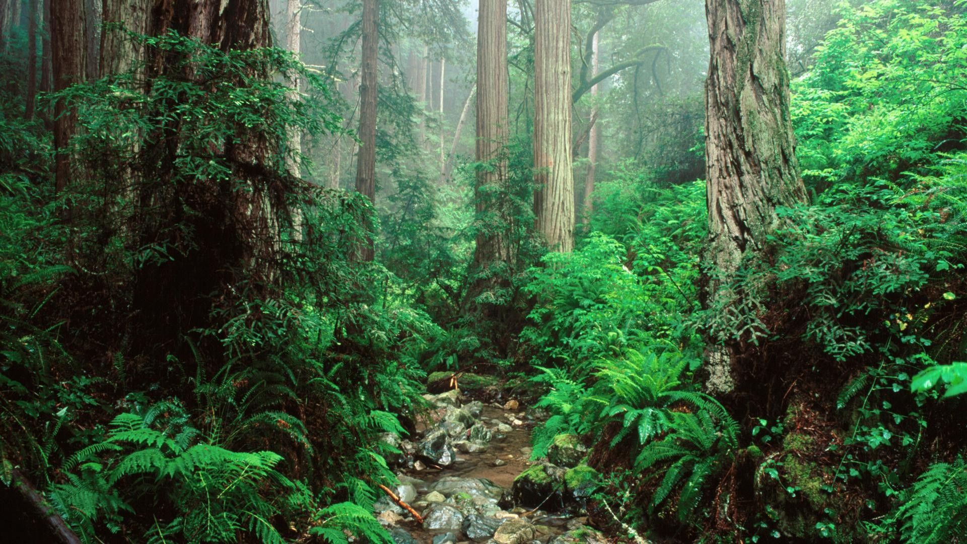 California Redwood Forest Wallpapers - 4k, HD California Redwood Forest