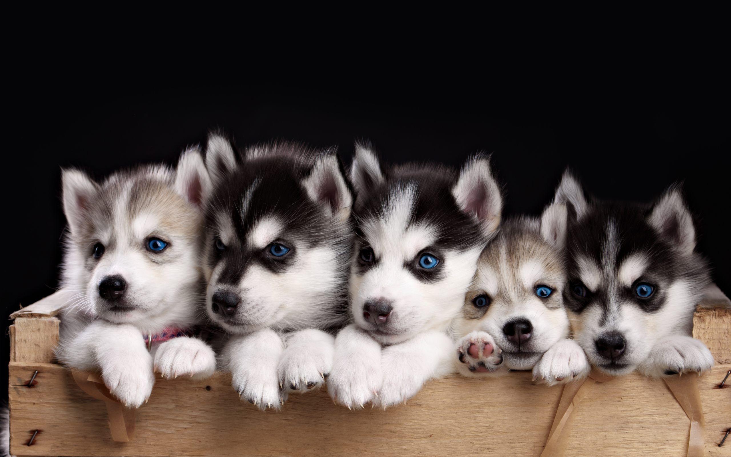 2560x1600 Husky Puppy Wallpapers - Wallpaper Cave Wallpaper