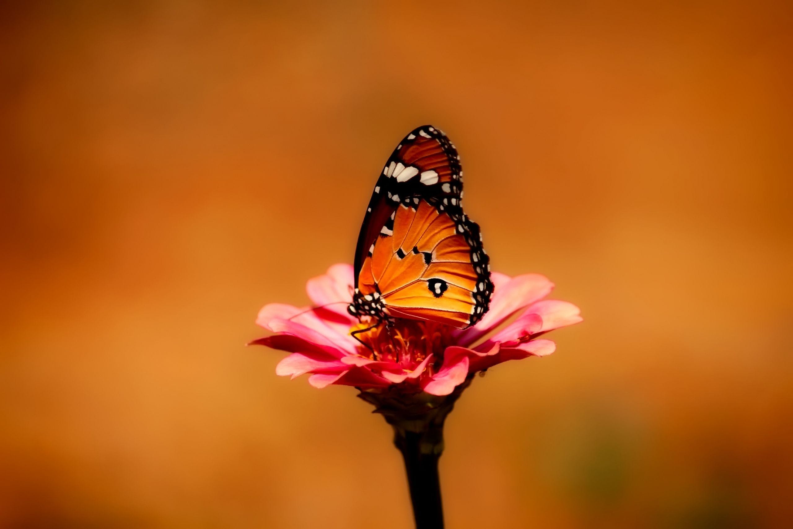 orange-butterfly-wallpapers-4k-hd-orange-butterfly-backgrounds-on