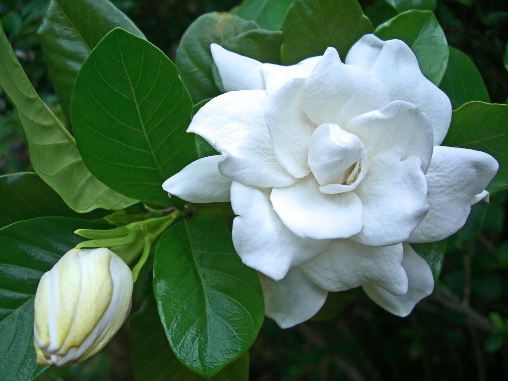 Gardenia Flower Wallpapers - 4k, HD Gardenia Flower Backgrounds on