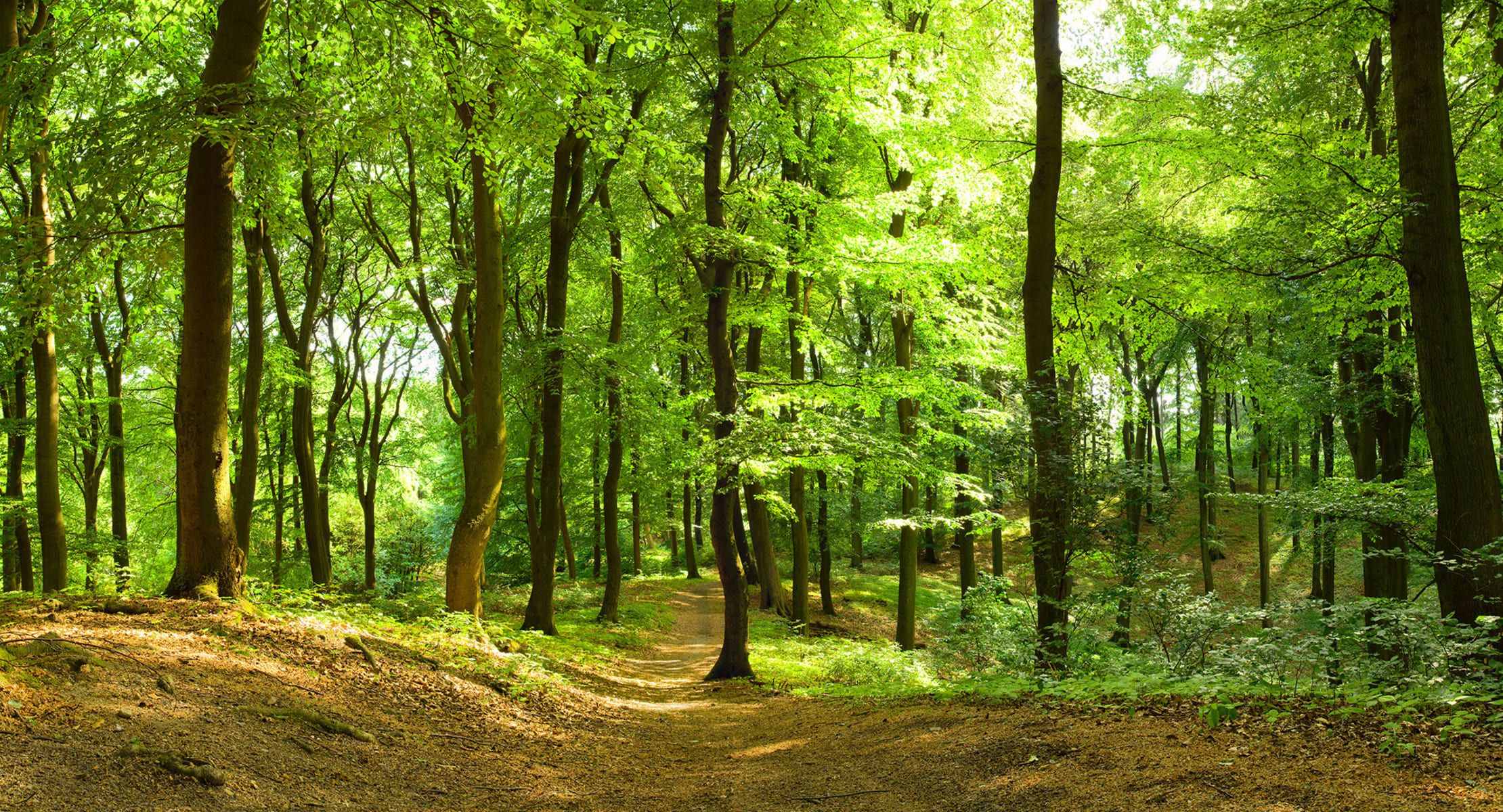 Панорама леса
