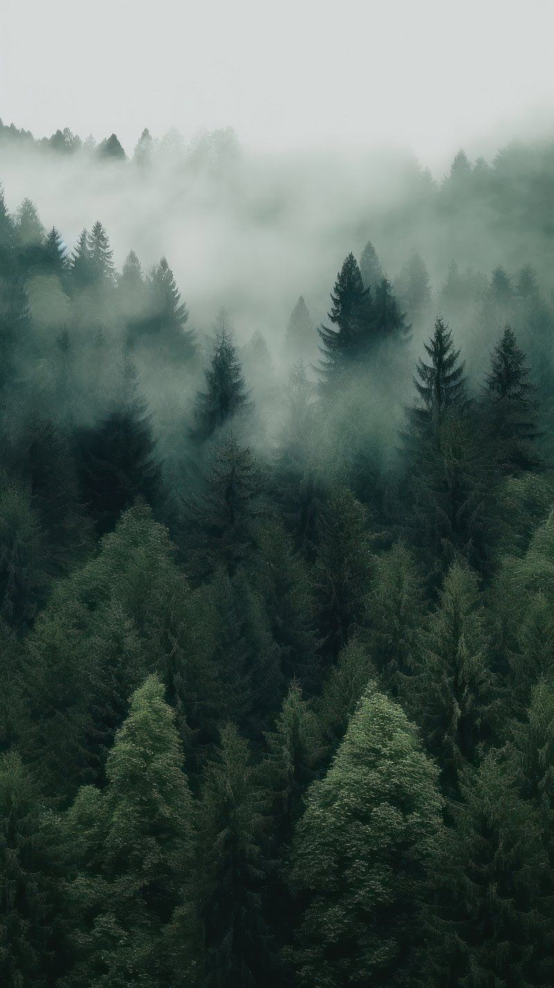 Woodland iPhone Wallpapers - 4k, HD Woodland iPhone Backgrounds on ...