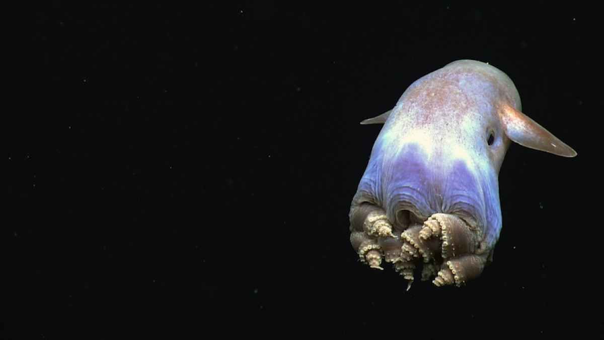 Sea Creatures Wallpapers - 4k, HD Sea Creatures Backgrounds on WallpaperBat