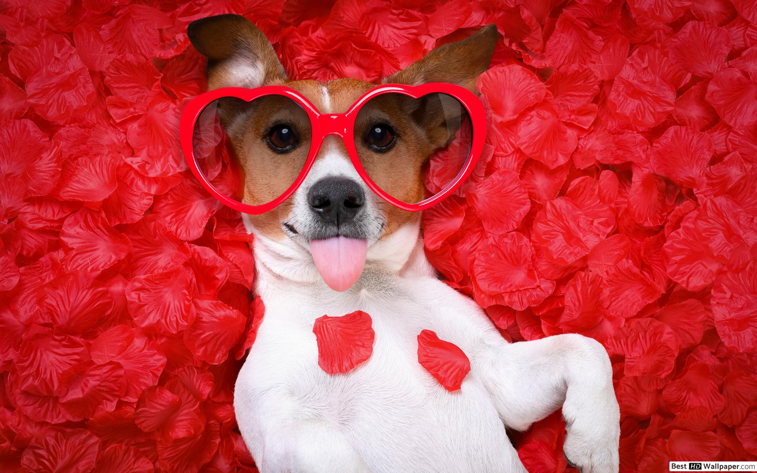 valentines day puppy backgrounds