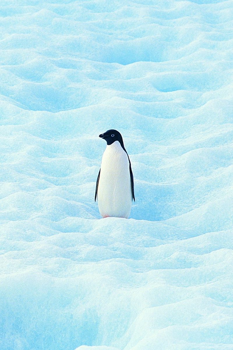 Penguin Wallpapers - 4k, HD Penguin Backgrounds on WallpaperBat Cute Winter Penguin Wallpaper