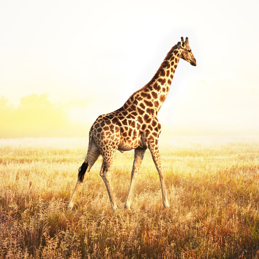 Giraffe iPhone Wallpapers - 4k, HD Giraffe iPhone Backgrounds on ...