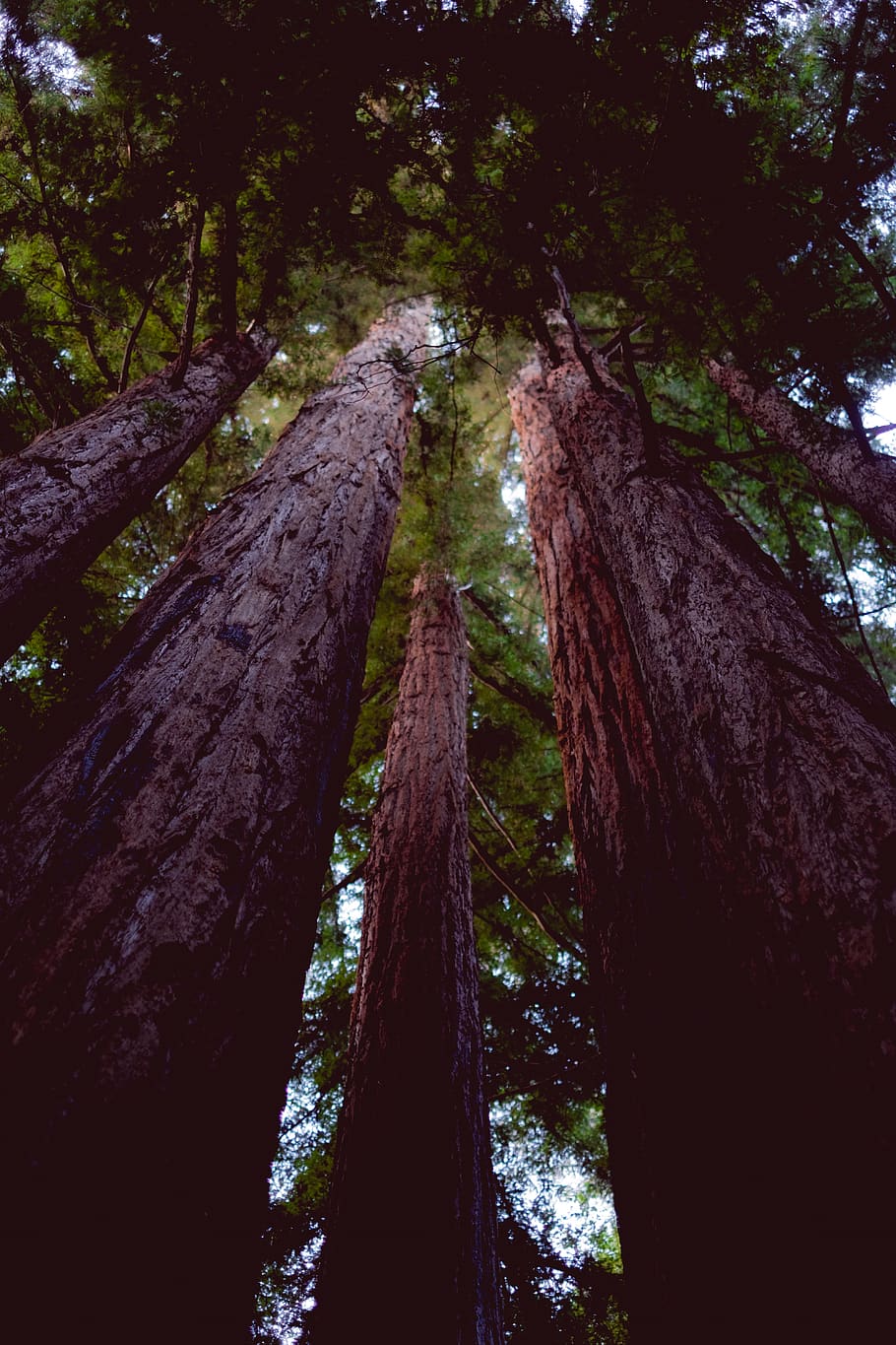 California Redwood Forest Wallpapers - 4k, HD California Redwood Forest