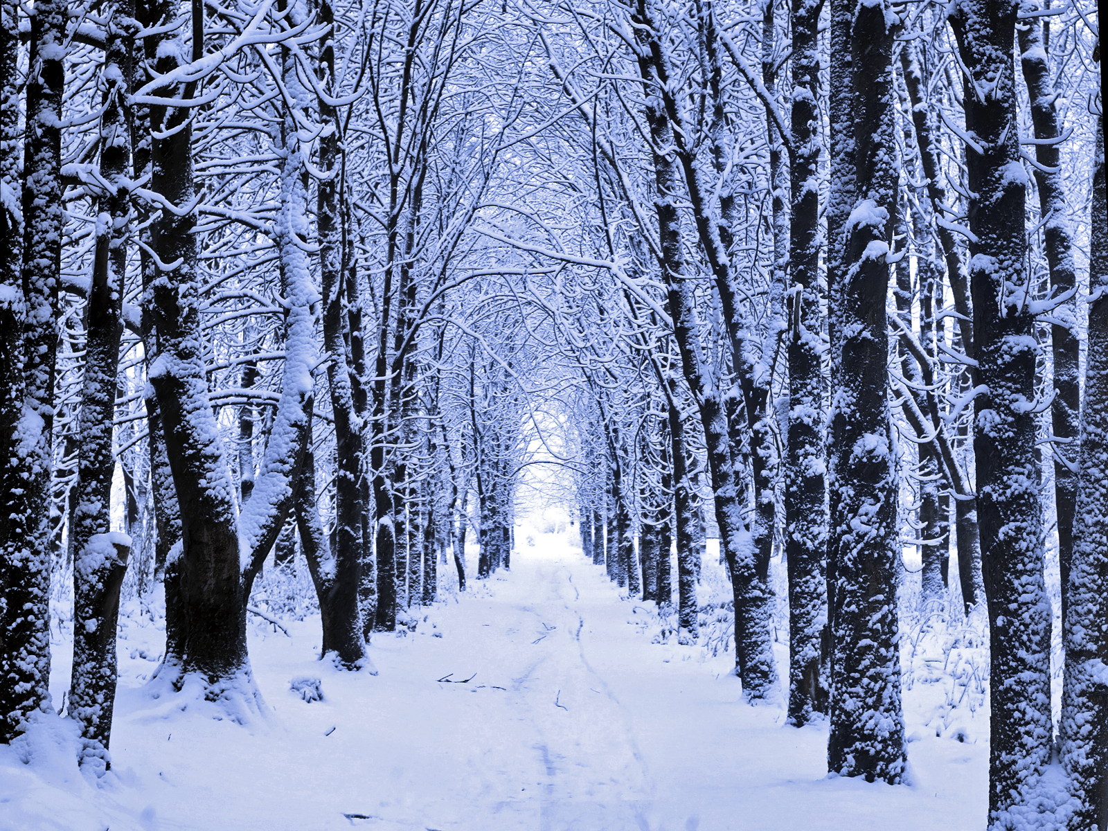 Snowy Woods Wallpapers - 4k, HD Snowy Woods Backgrounds on WallpaperBat