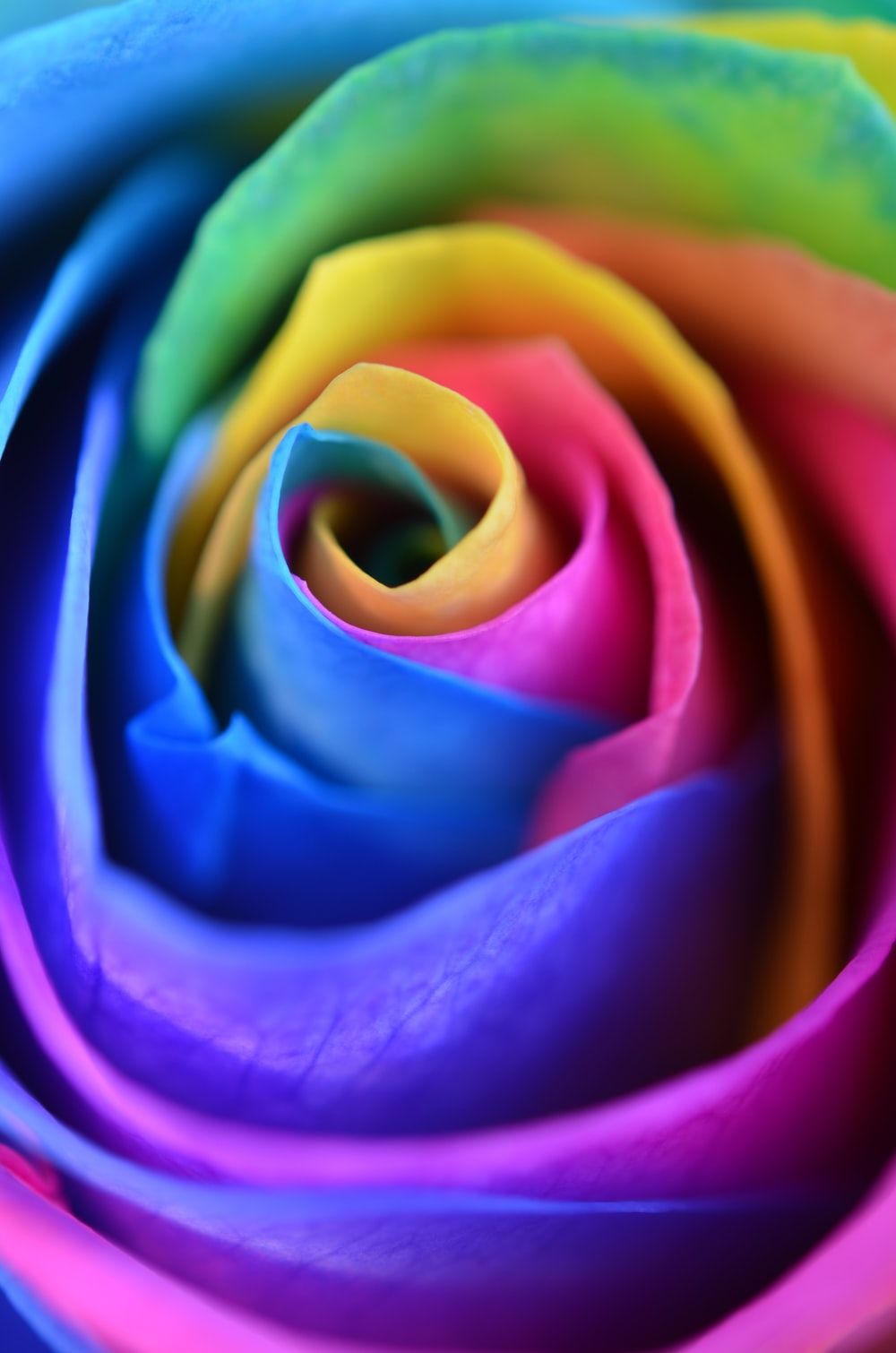Rainbow Roses Wallpapers 4k Hd Rainbow Roses Backgrounds On Wallpaperbat