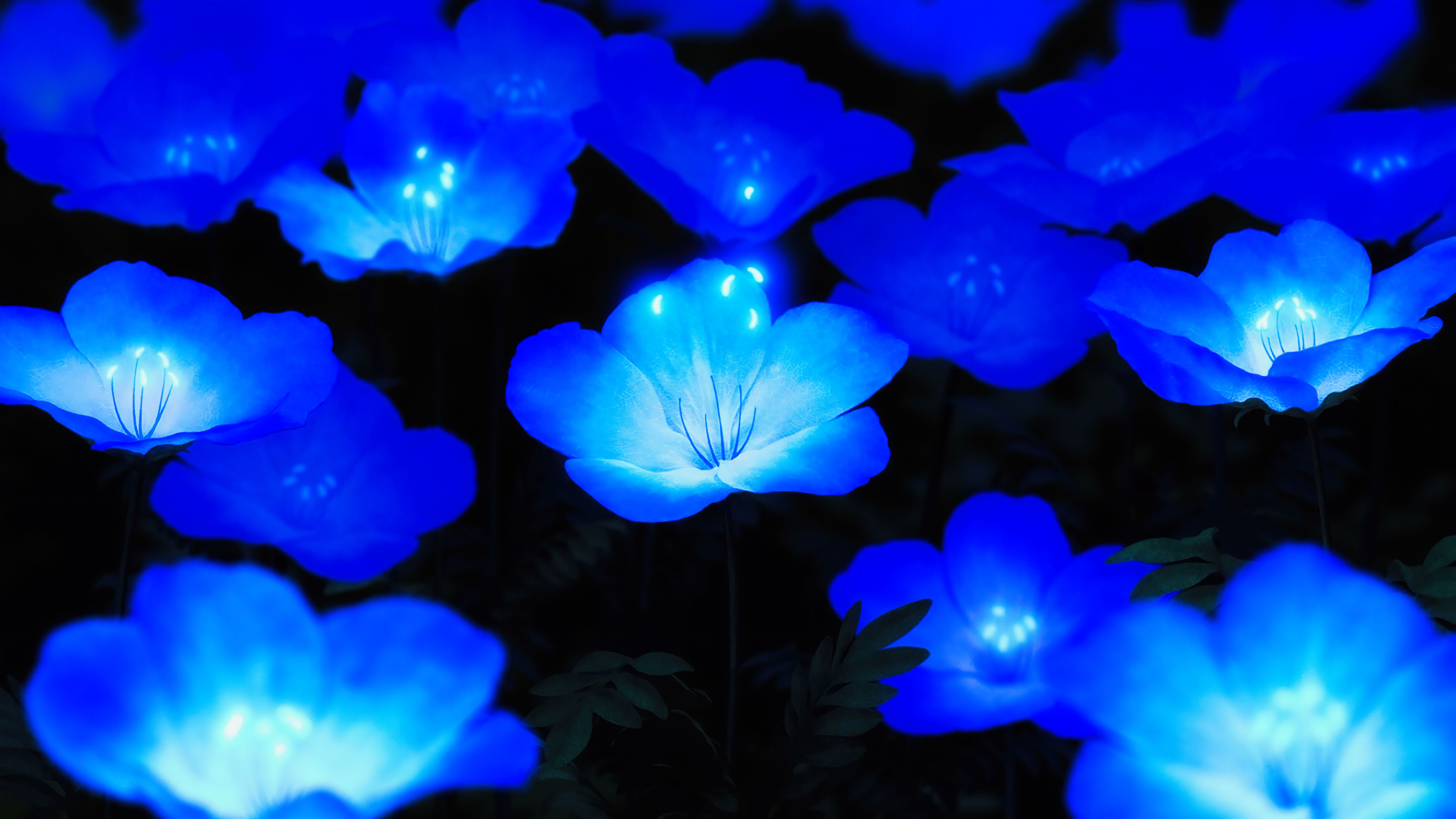 Blue Flower Wallpapers - 4k, HD Blue Flower Backgrounds on WallpaperBat